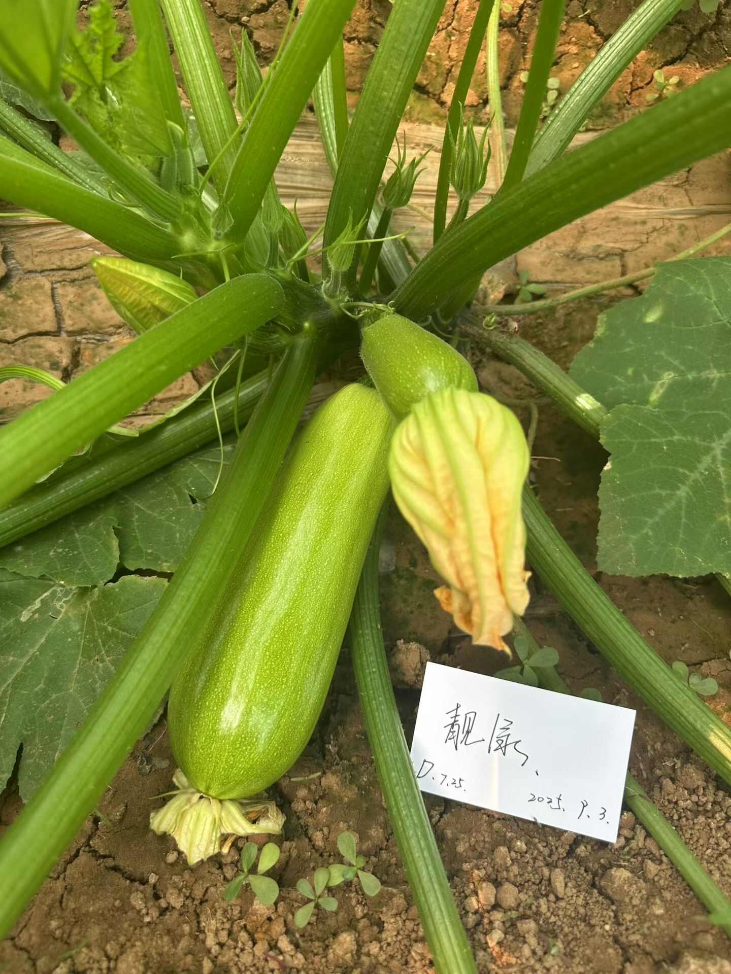 西葫芦种子靓绿瓜条顺直油亮嫩绿产量高春秋抗病西葫芦种子