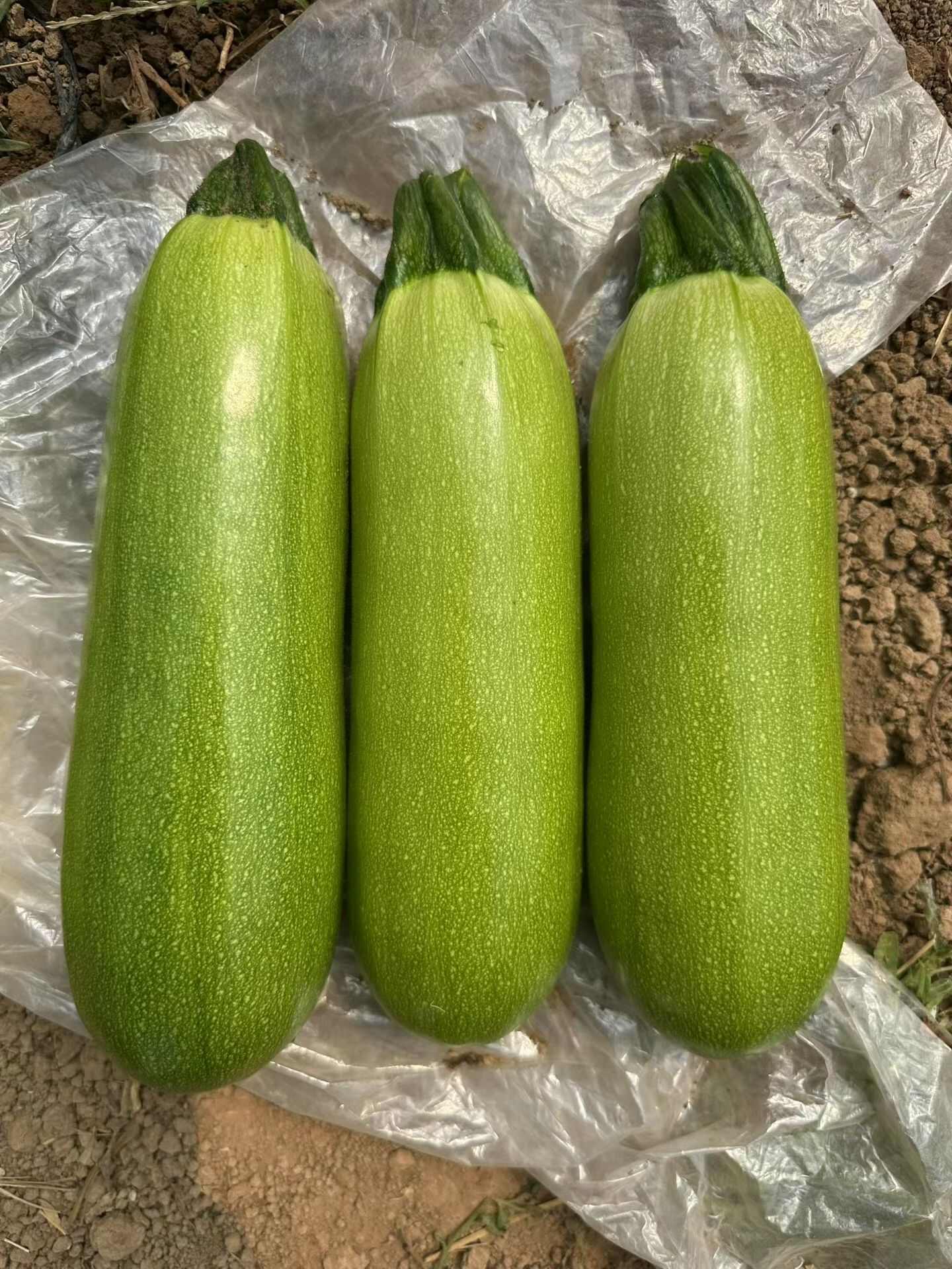 西葫芦种子靓绿瓜条顺直油亮嫩绿产量高春秋抗病西葫芦种子