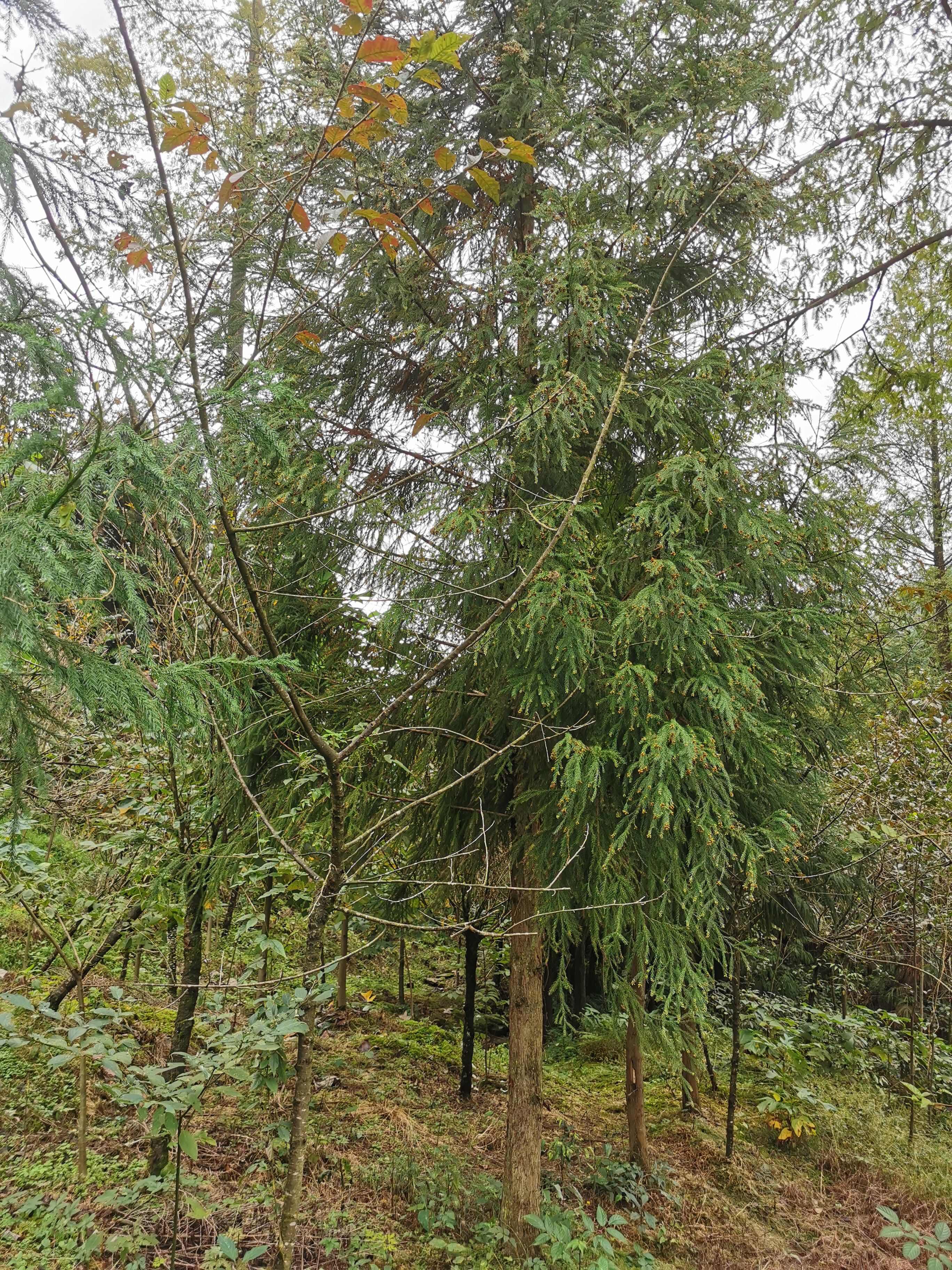 柳杉各规格柳杉精品柳杉