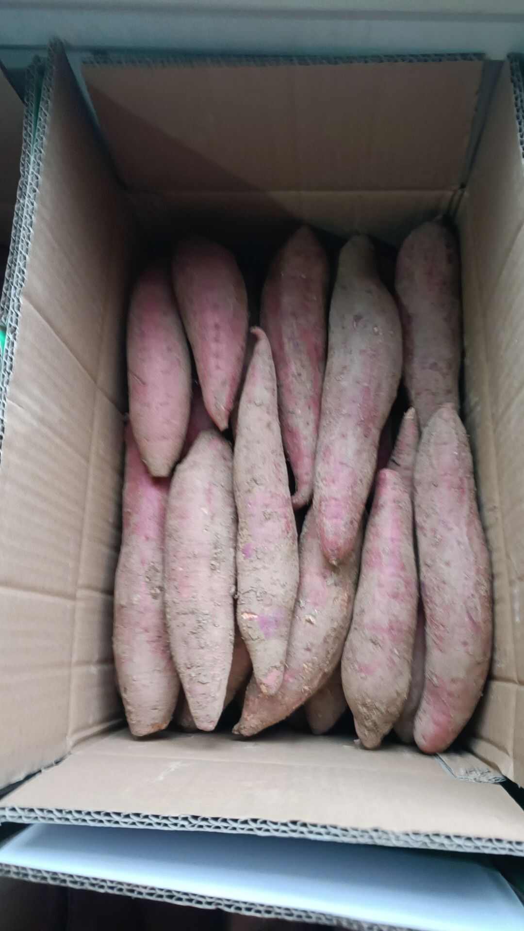 产地直销西瓜红红薯