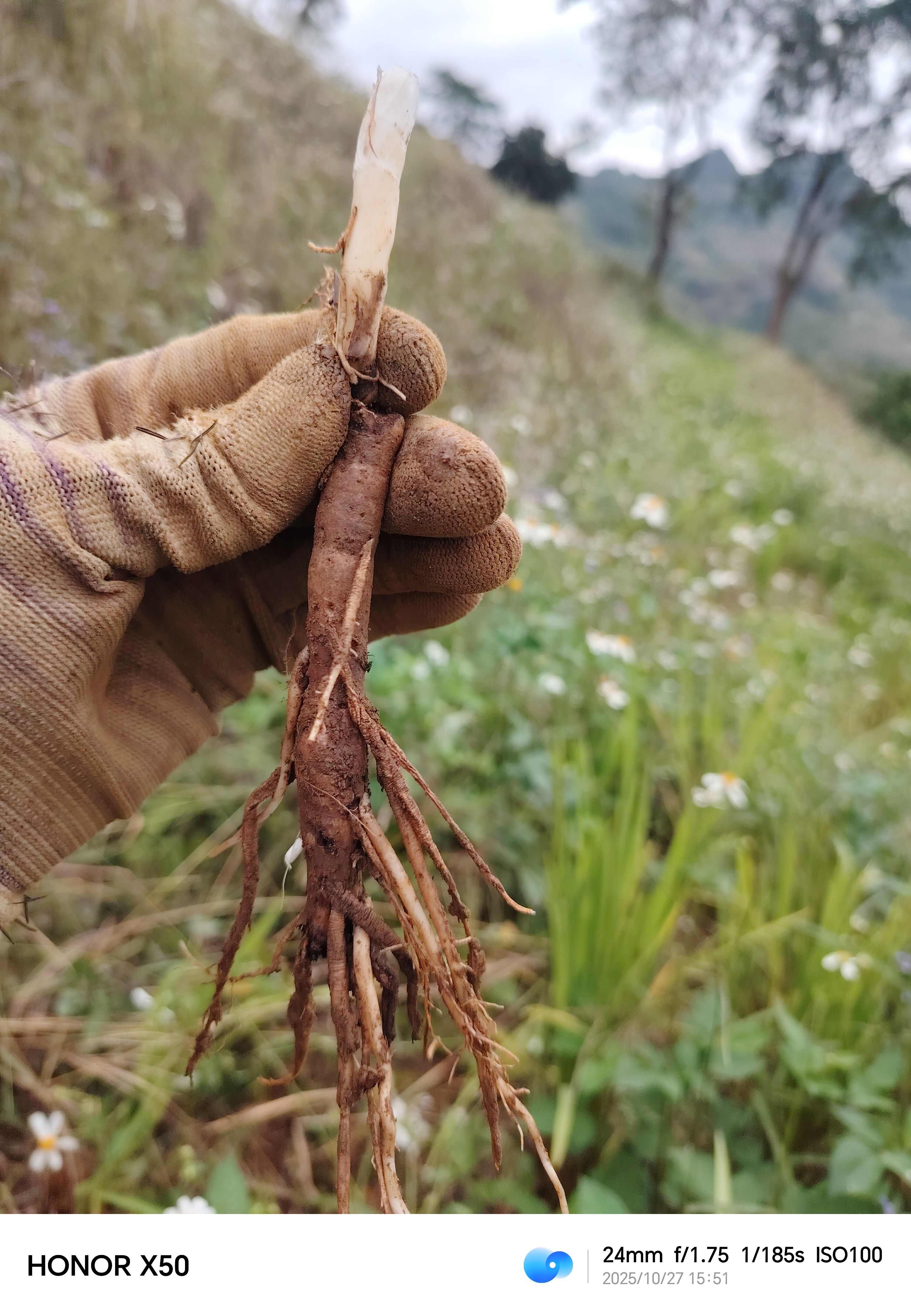 【仙茅】独角仙茅，小宗根，云南文山纯中药材