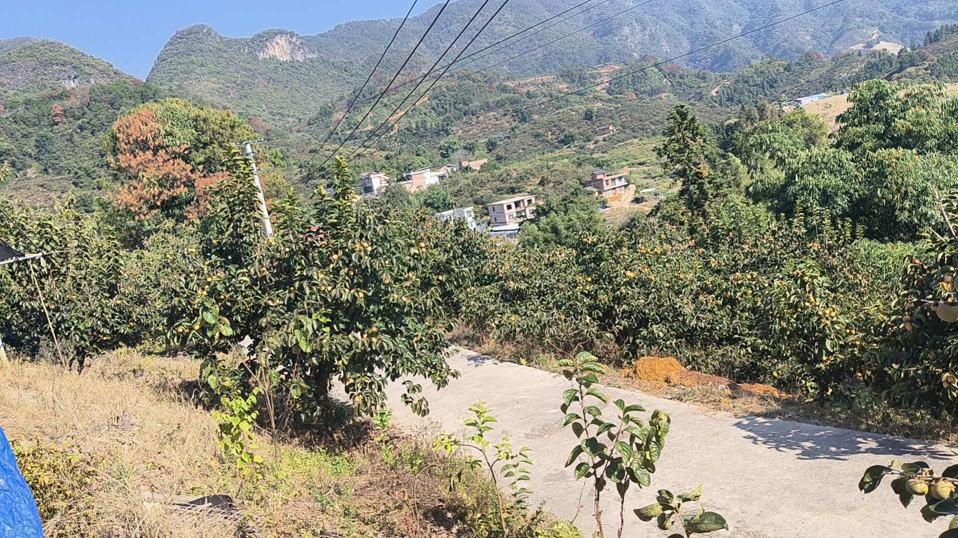 平乐脆柿：产地直发，脆甜不涩，一口鲜