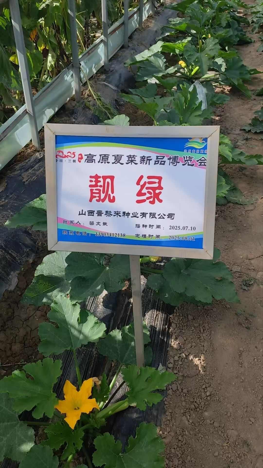 西葫芦种子靓绿瓜条顺直油亮嫩绿产量高春秋抗病西葫芦种子