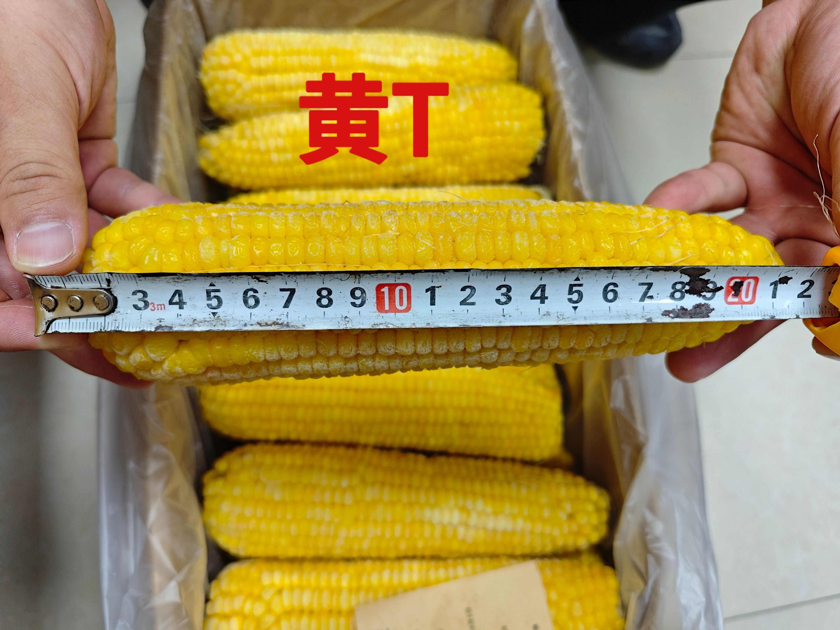 速冻东北糯玉米  T级