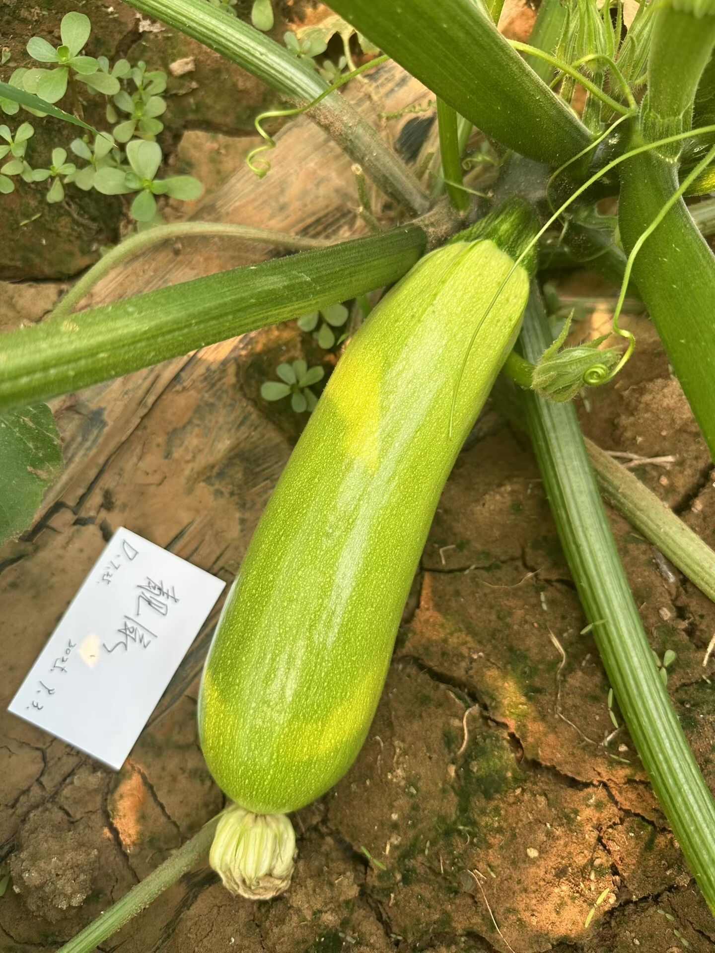 西葫芦种子靓绿瓜条顺直油亮嫩绿产量高春秋抗病西葫芦种子