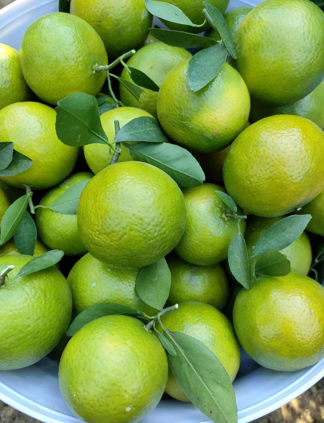 广西武鸣皇帝柑大量上市了，一件代发对接，保质保量