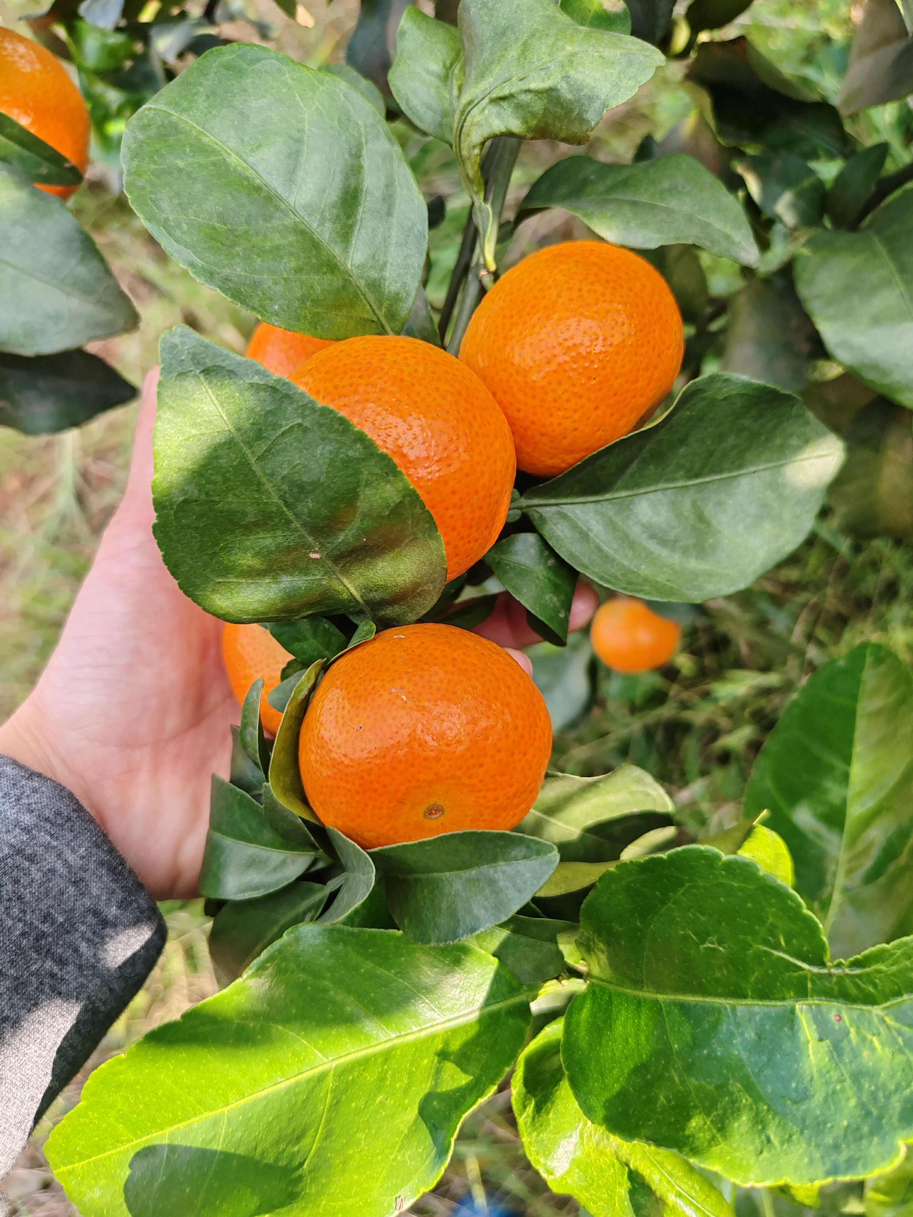 自家种的金秋沙糖桔  现货新鲜上市