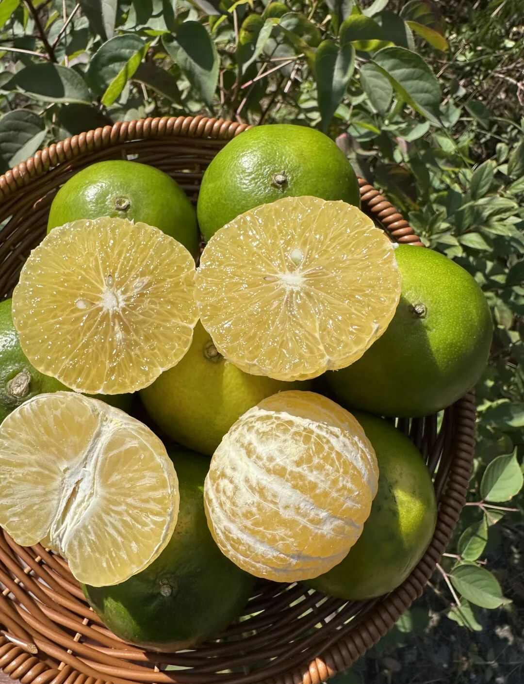 广西武鸣皇帝柑大量上市了，一件代发对接，保质保量