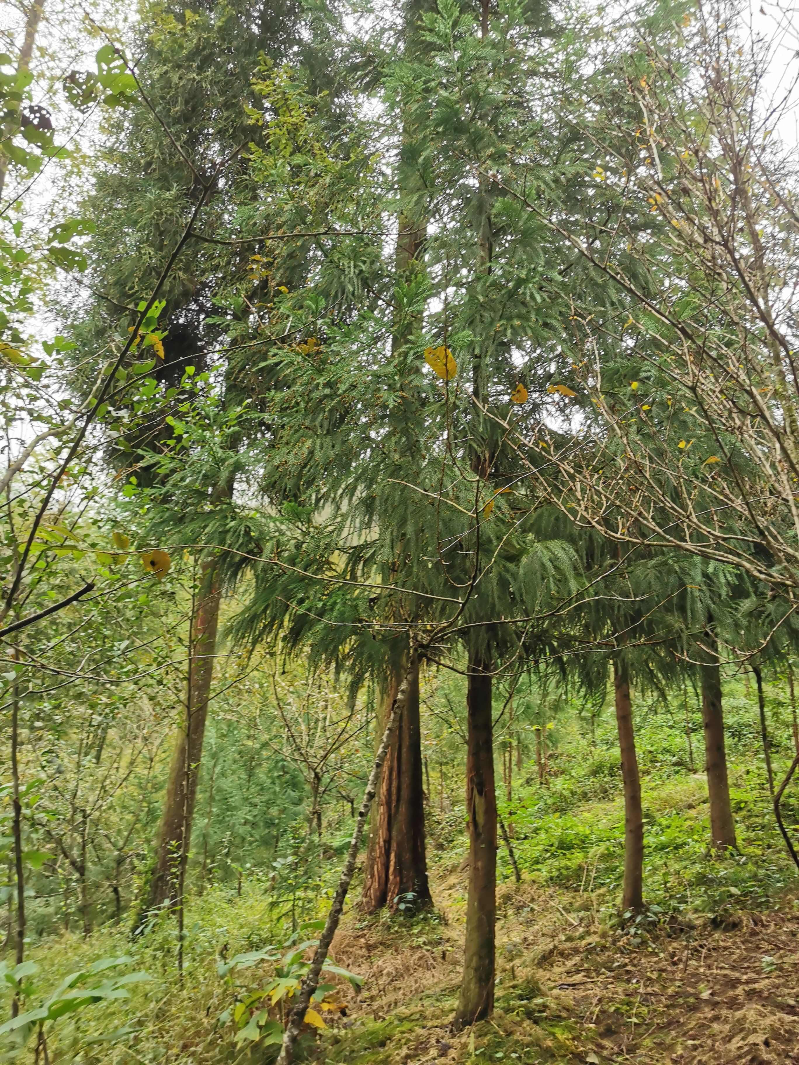 柳杉各规格柳杉精品柳杉