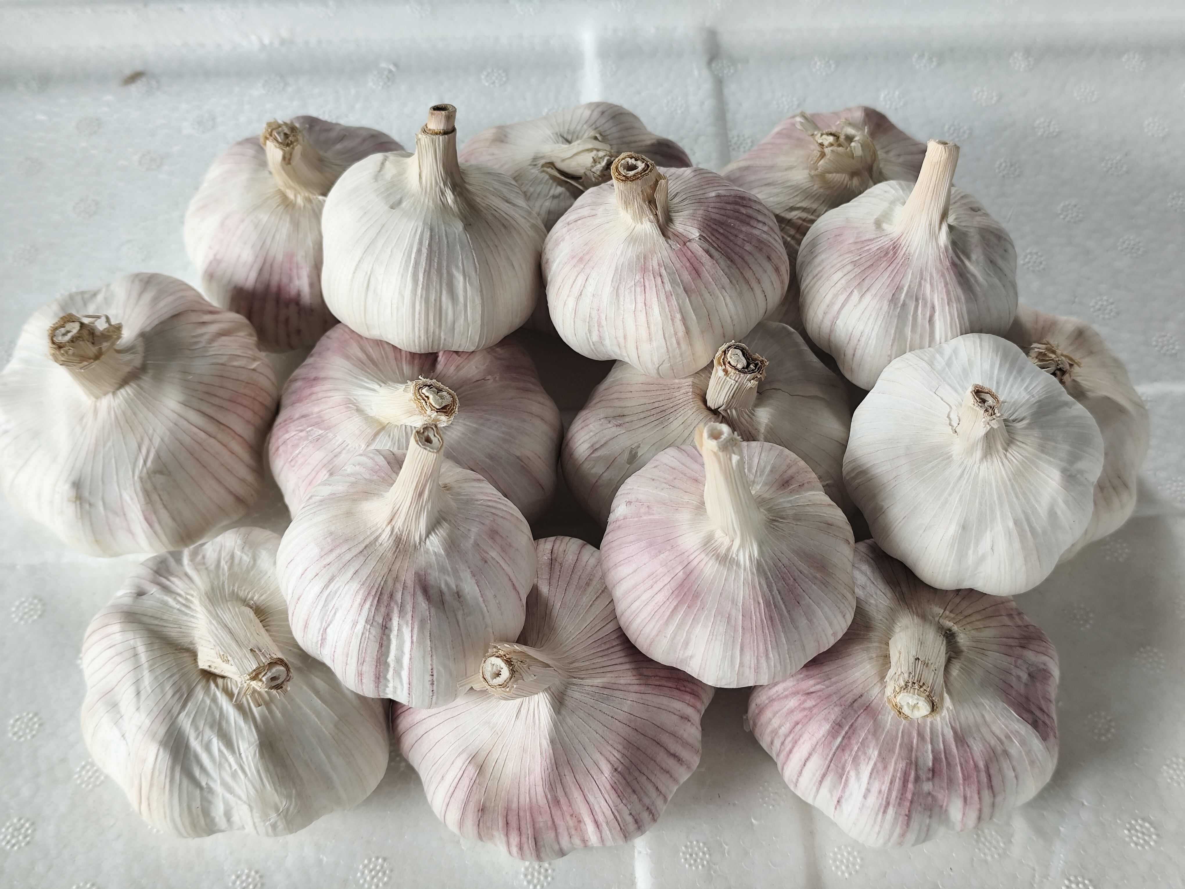 广东广州|江苏邳州冷库蒜大蒜 农家自种 新鲜紫皮干蒜30kg