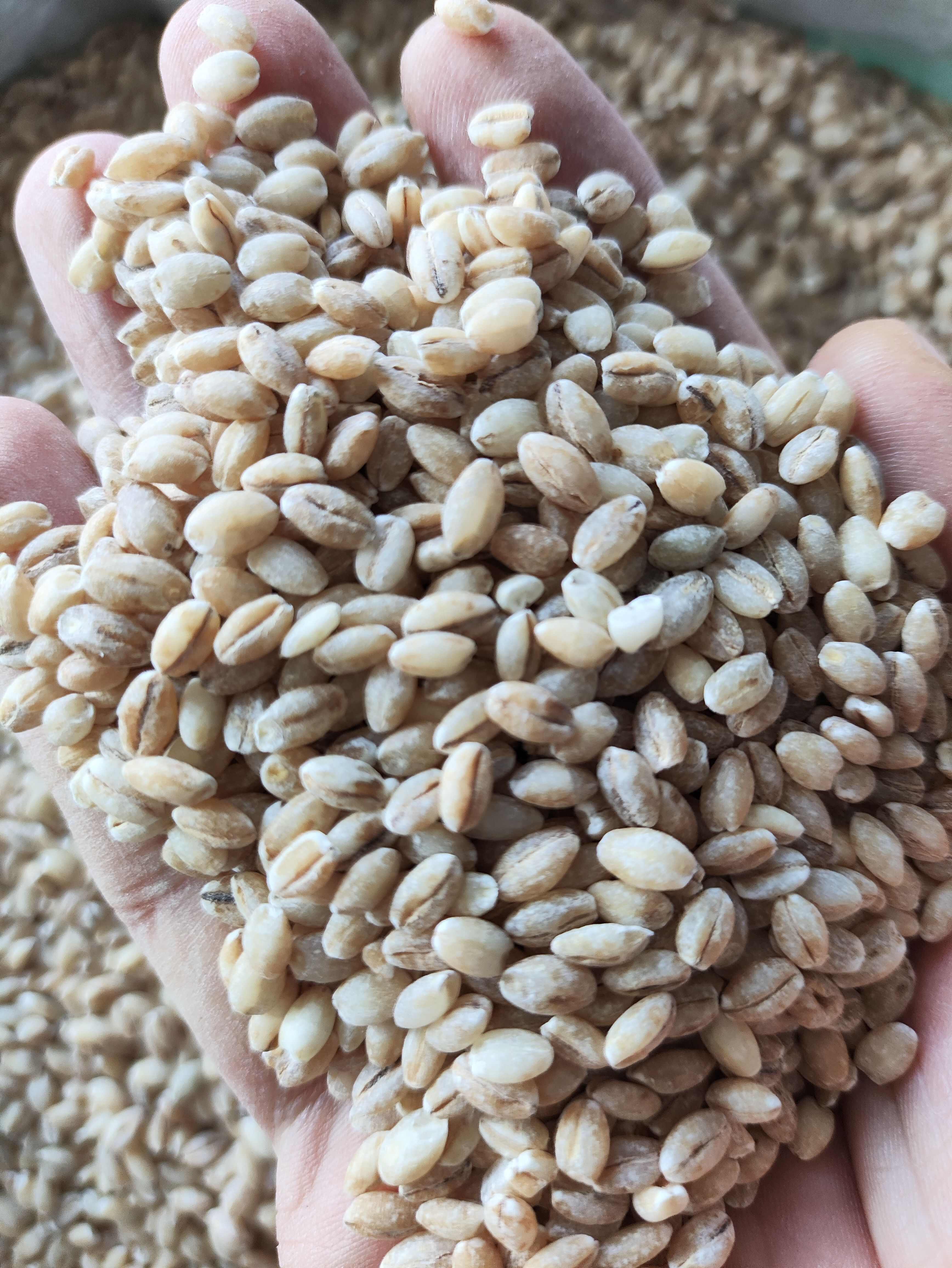 青稞米，白青稞，兰青稞，黑青稞，常年有货