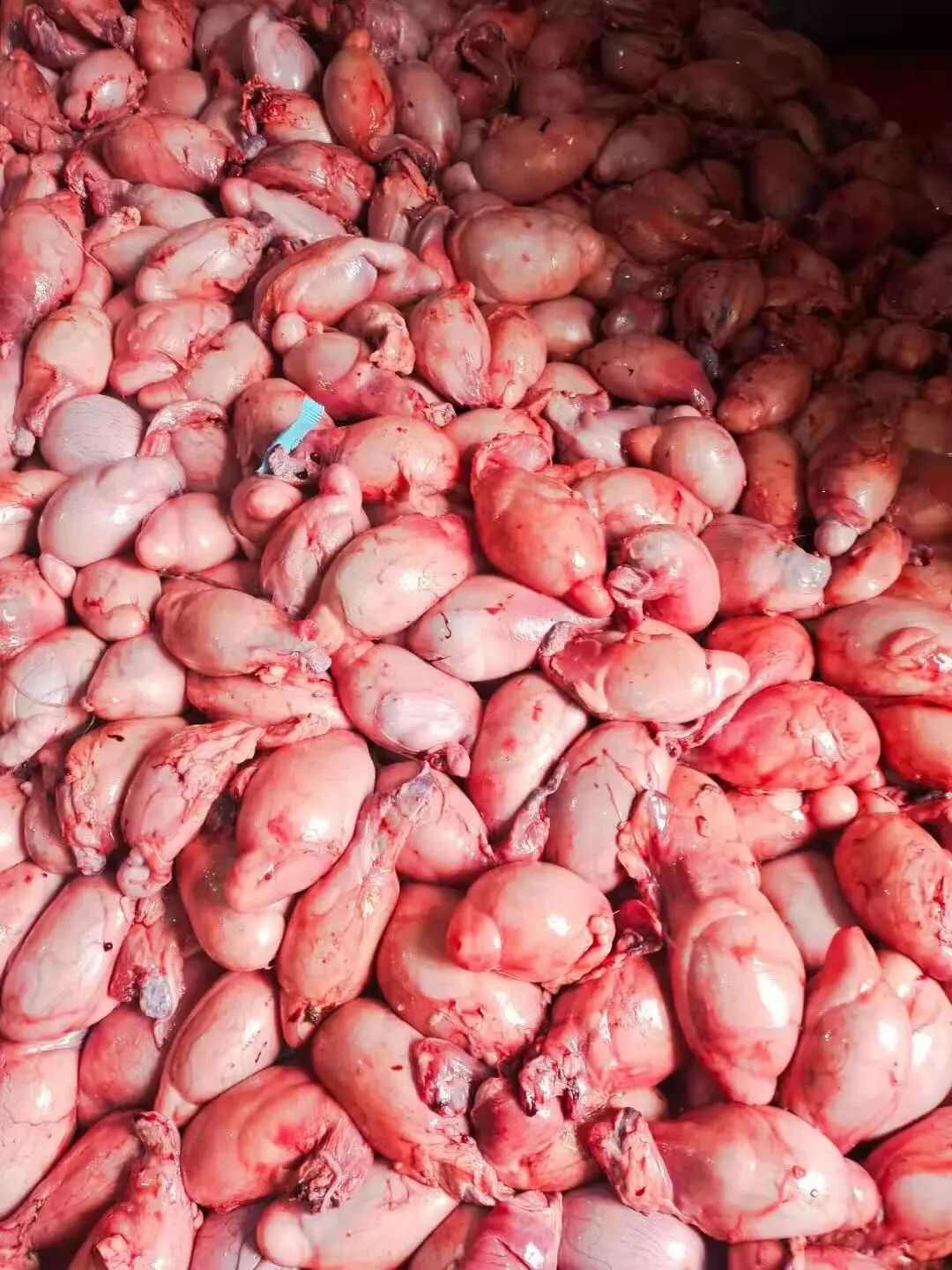 羊副产品  营养食材 无膻公羊宝 羊蛋