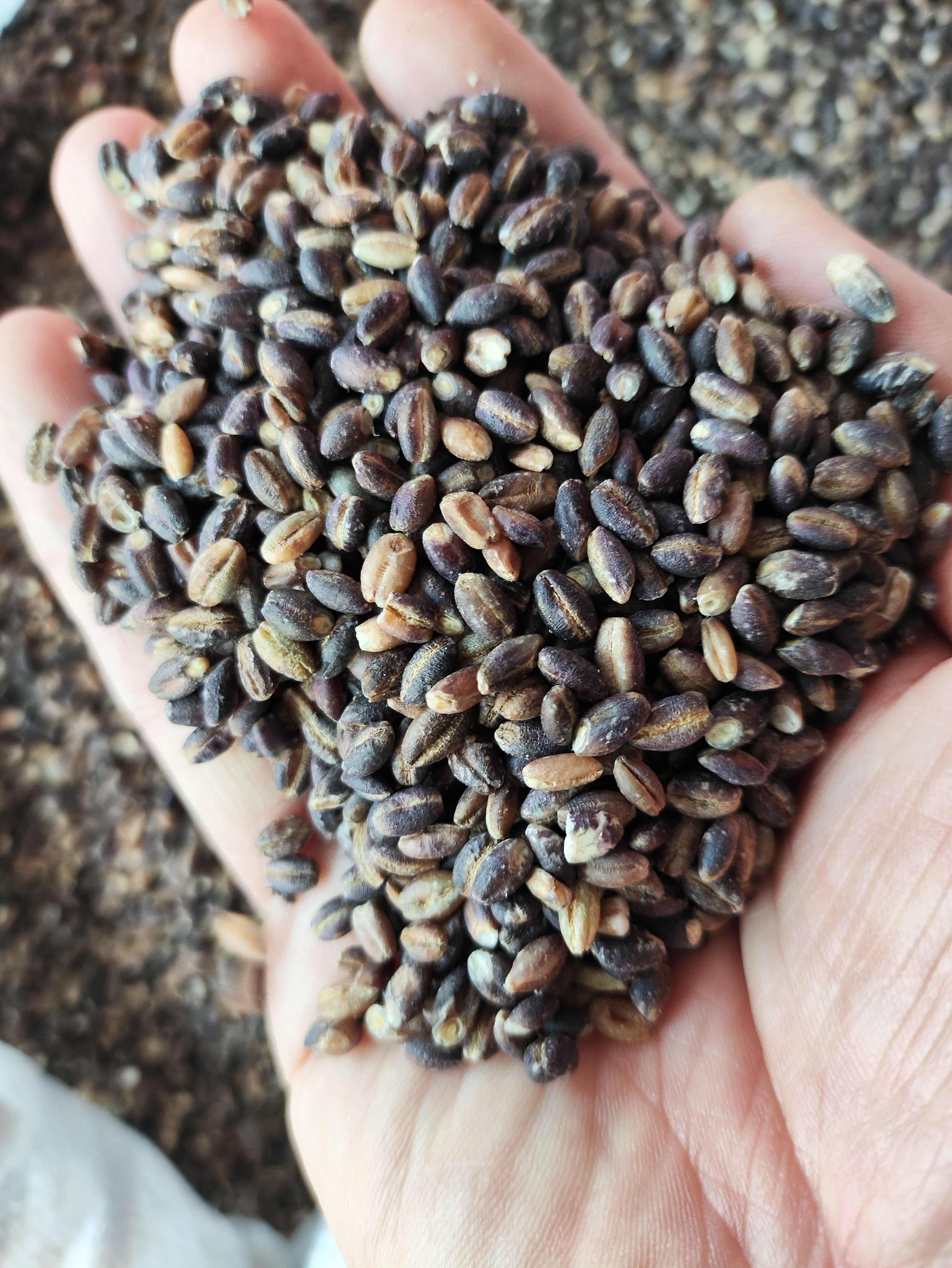 青稞米，白青稞，兰青稞，黑青稞，常年有货