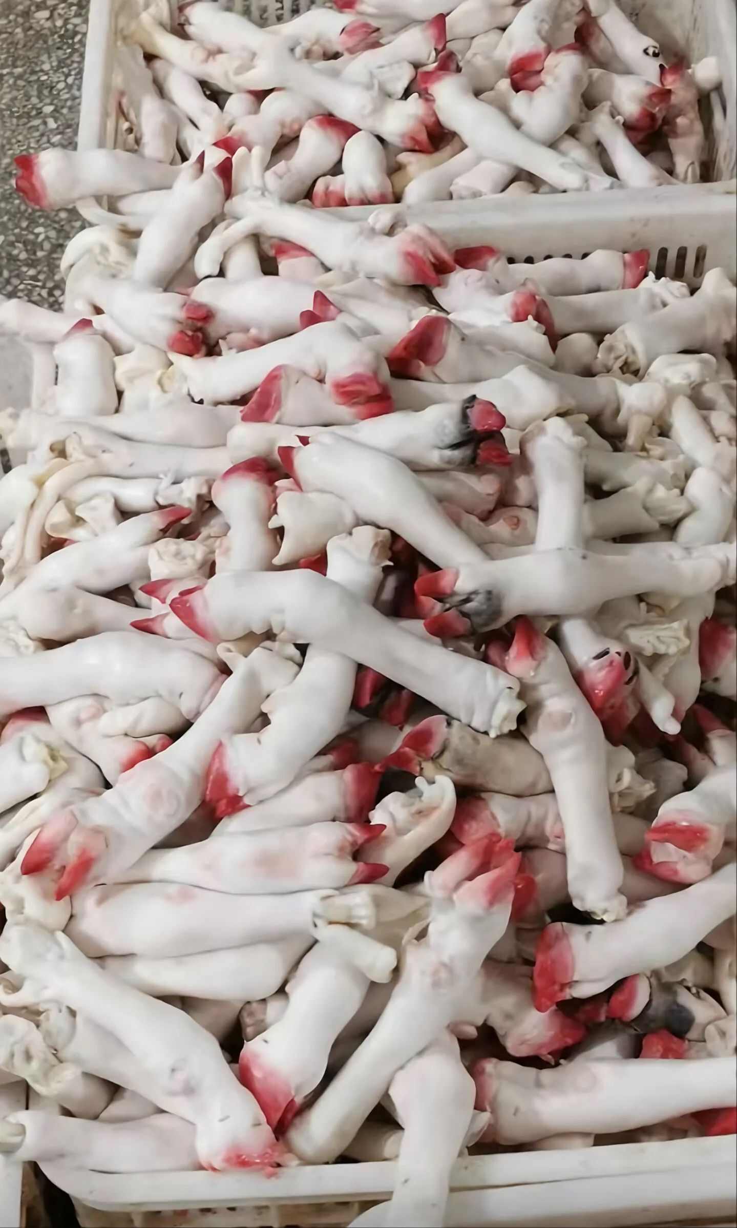 羊副产品 筋多胶足 去毛带筋 羊蹄