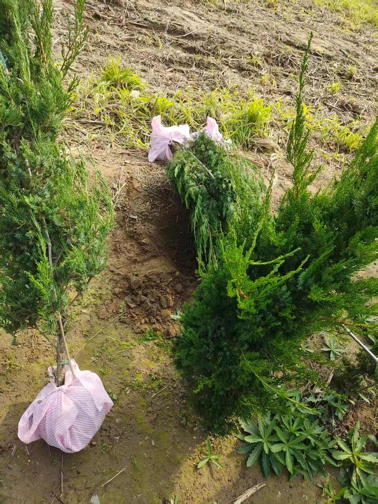 龙柏柱   1.5米龙柏柱   1.8米龙柏柱  2米龙柏柱