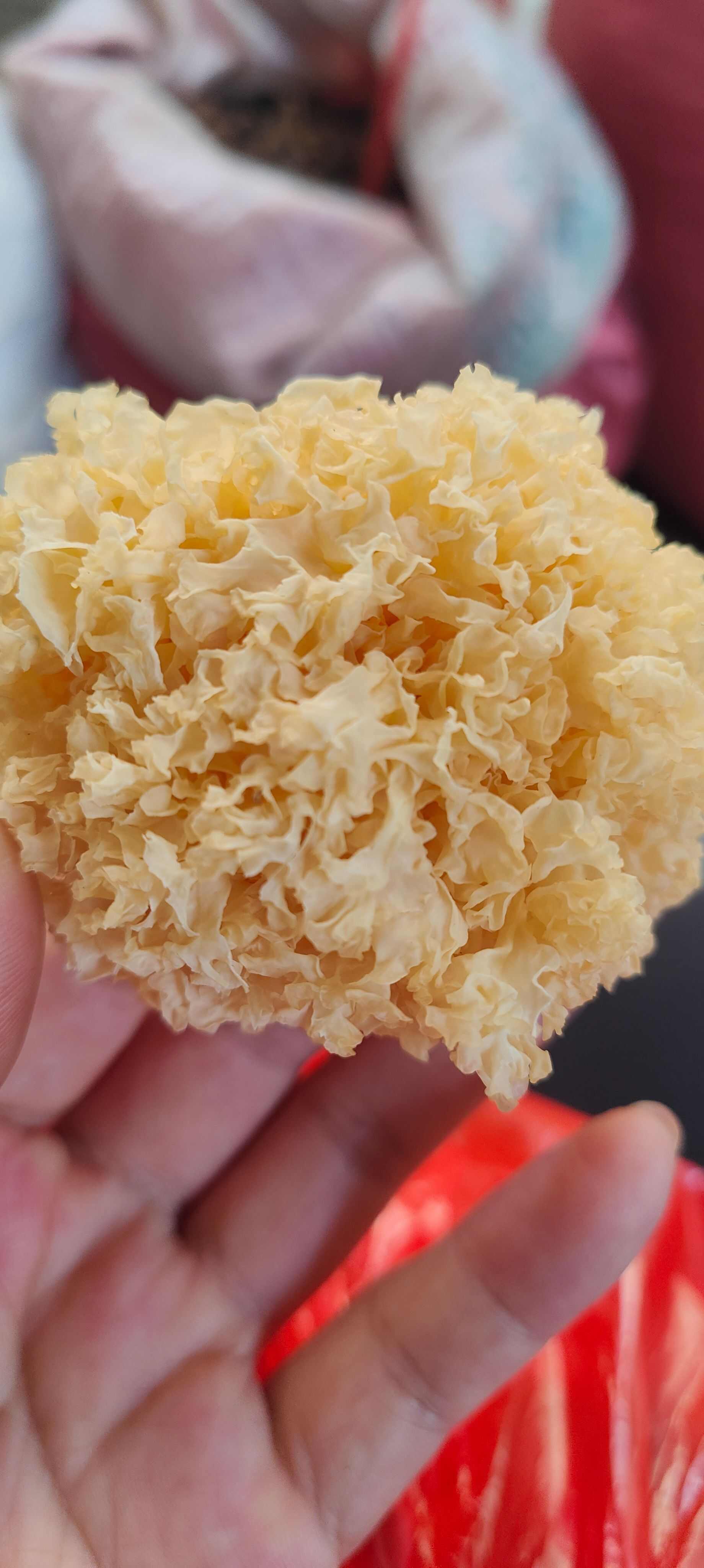 银耳 新鲜食用菌 产地直发 品质保证一斤起批玉林发货