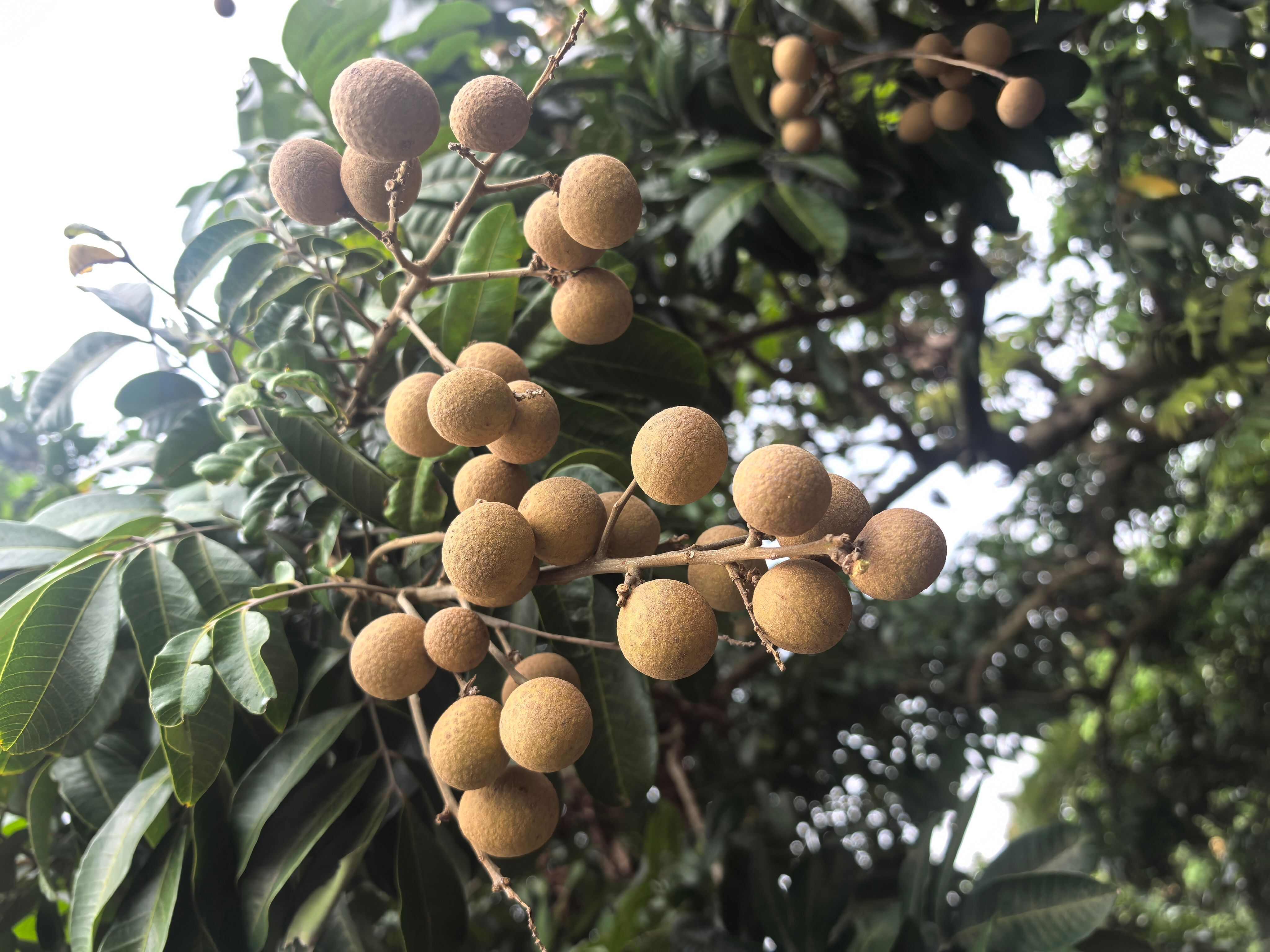 海南龙眼，石硖，储良，原产地高货