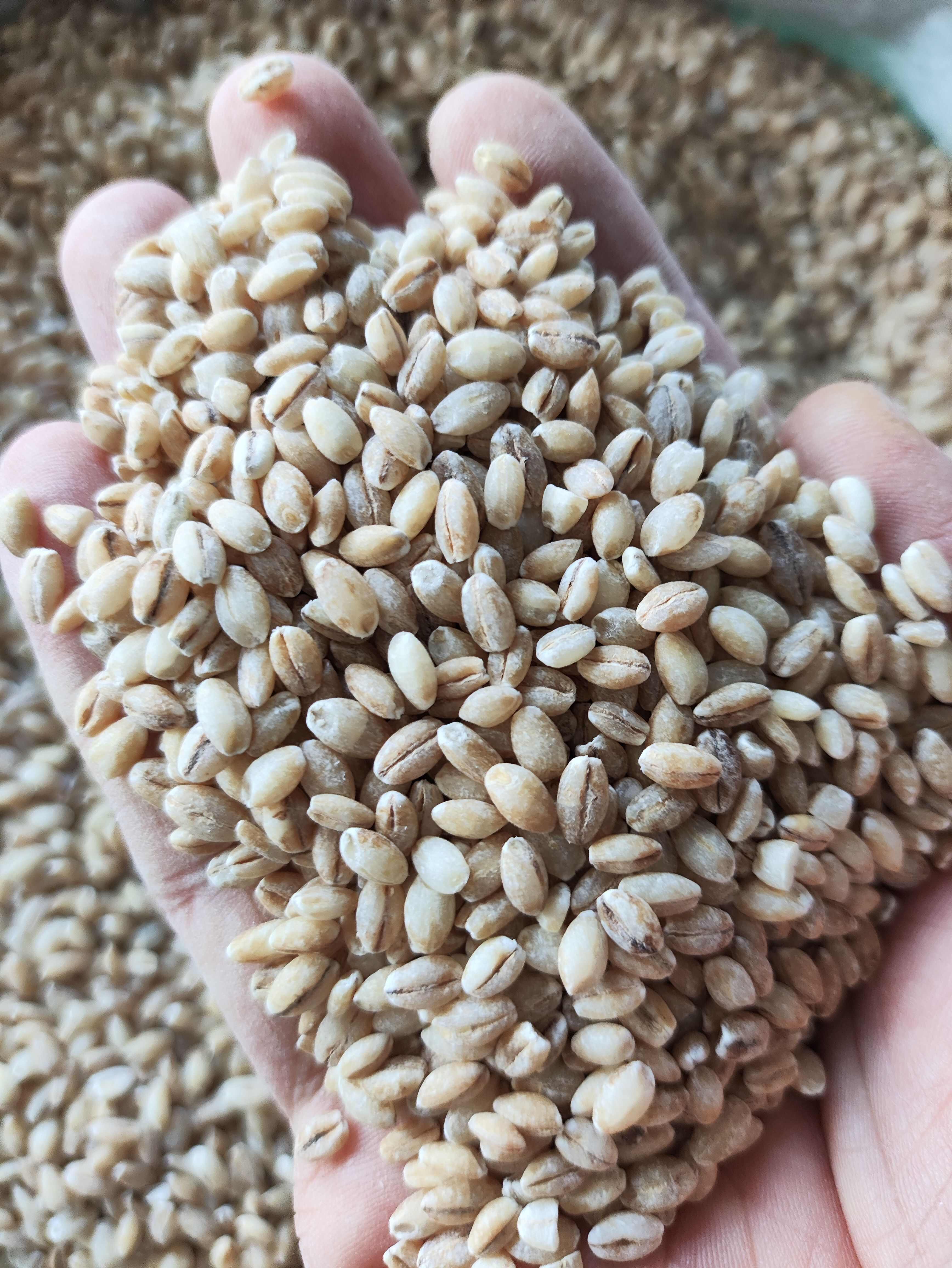 青稞米，白青稞，兰青稞，黑青稞，常年有货