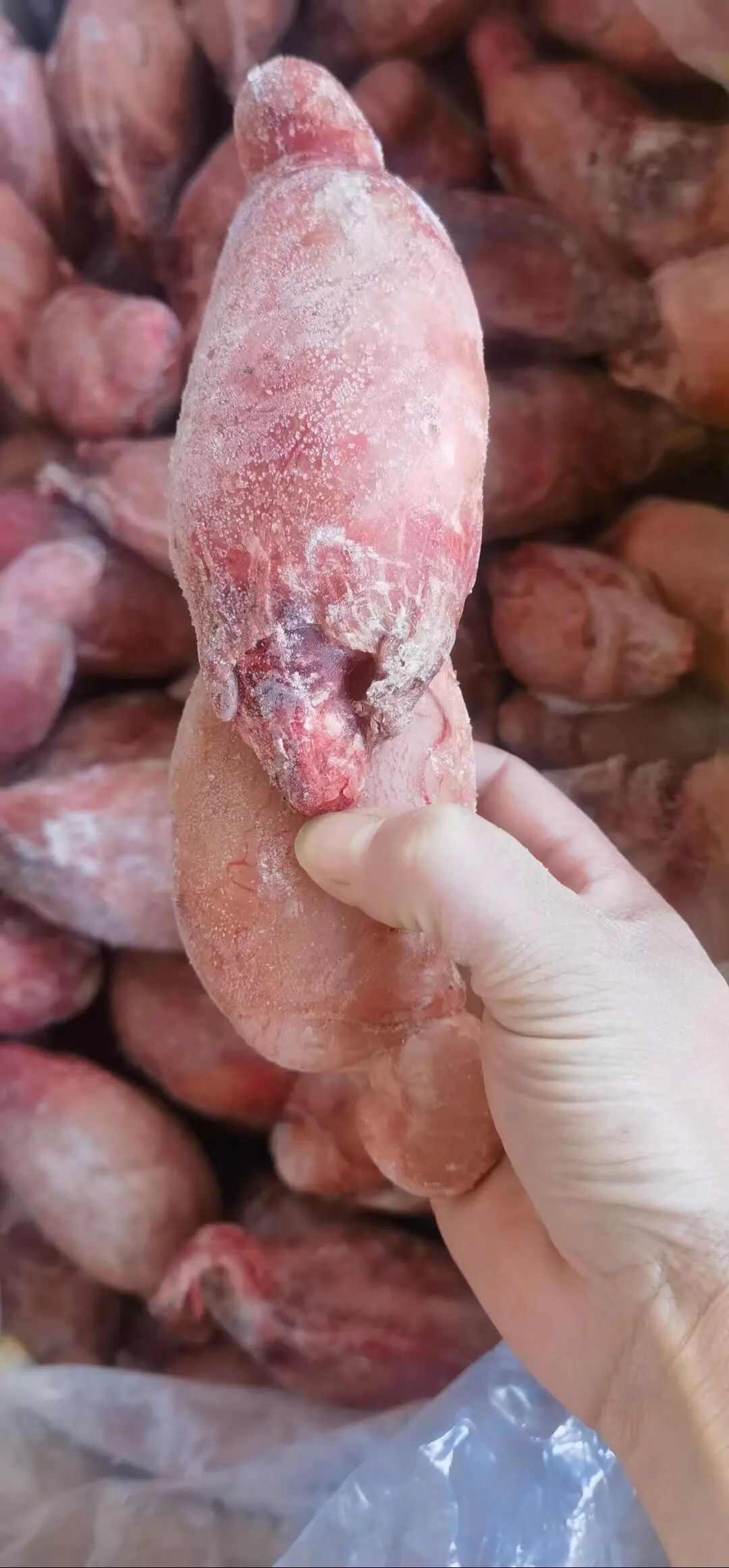 羊副产品  营养食材 无膻公羊宝 羊蛋