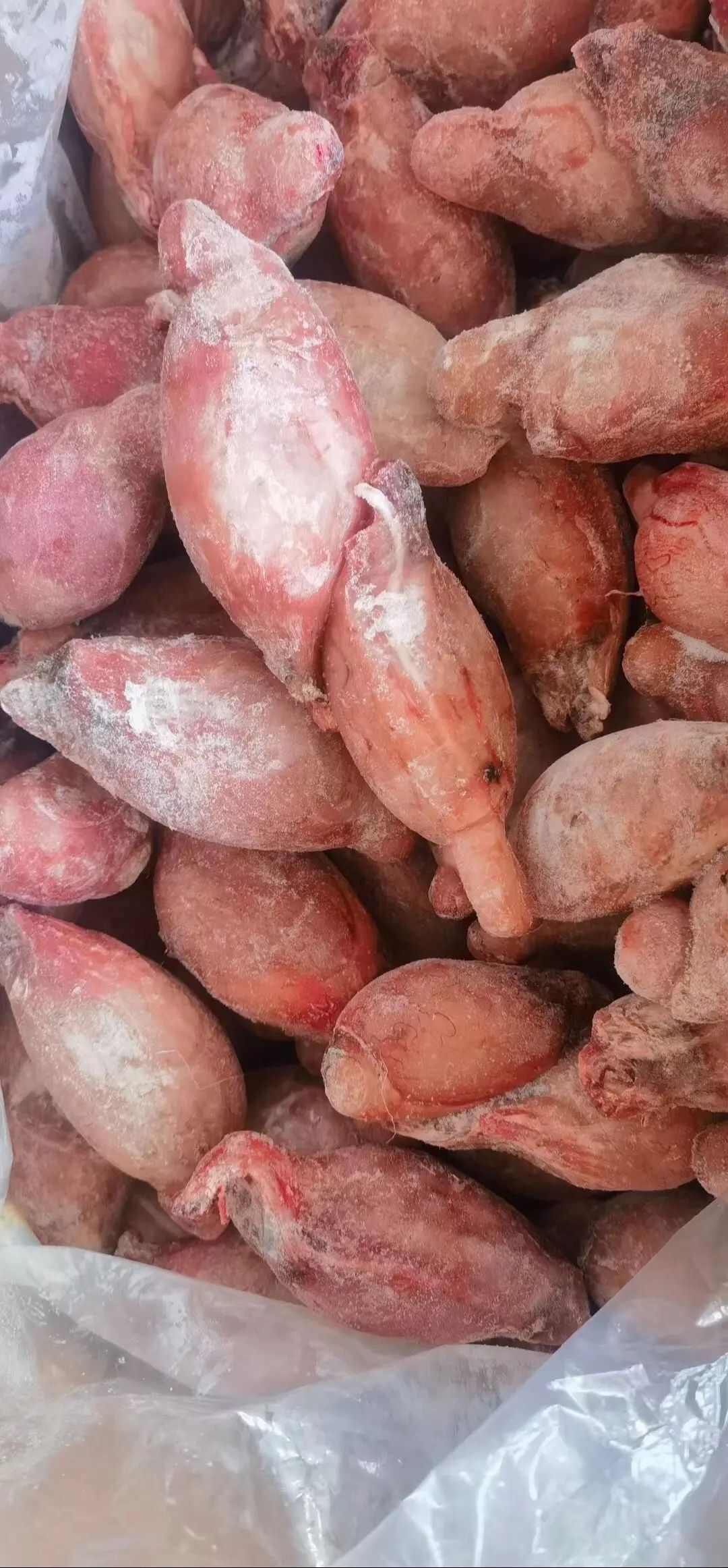 羊副产品  营养食材 无膻公羊宝 羊蛋