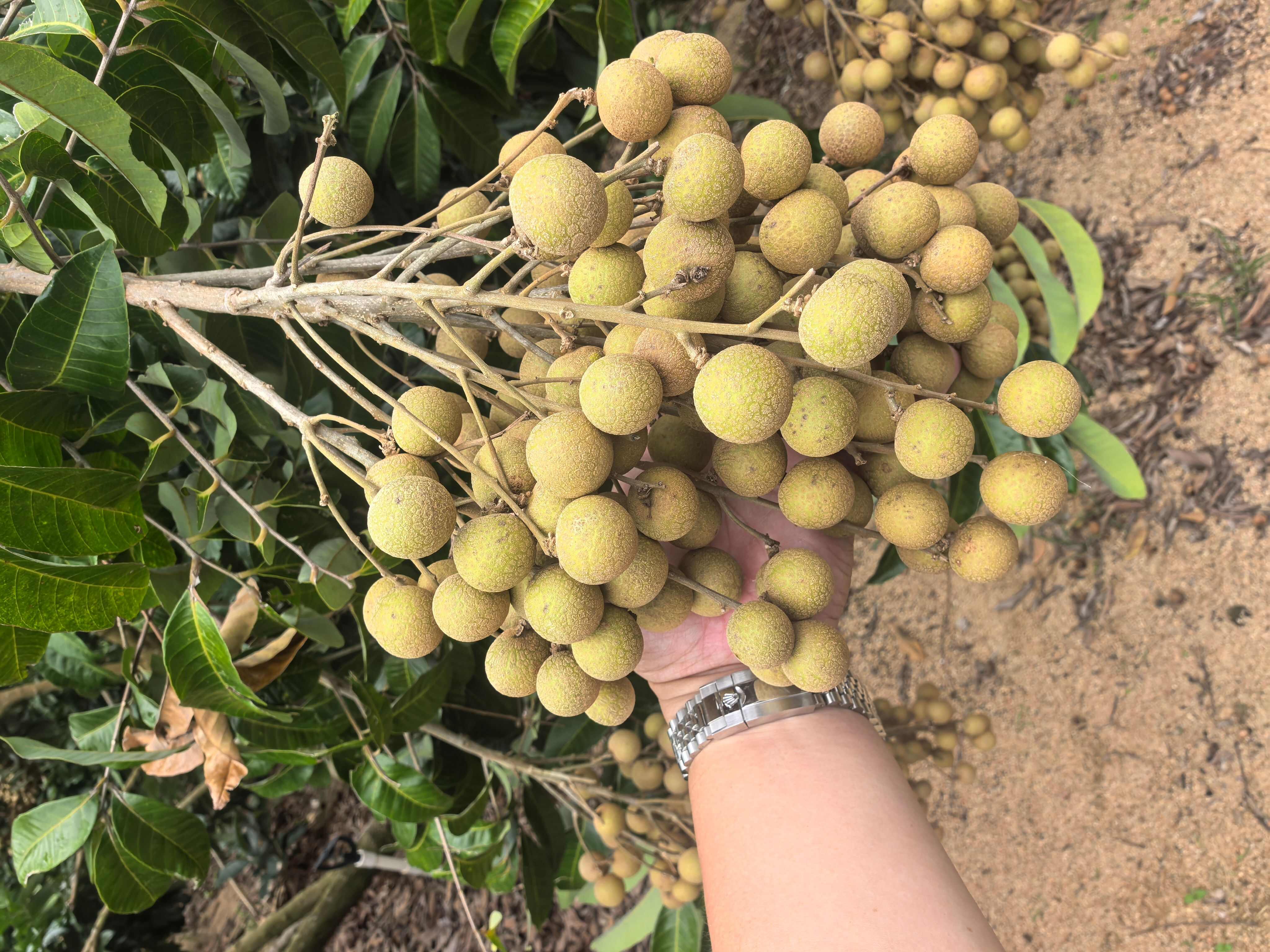 海南龙眼，石硖，储良，原产地高货