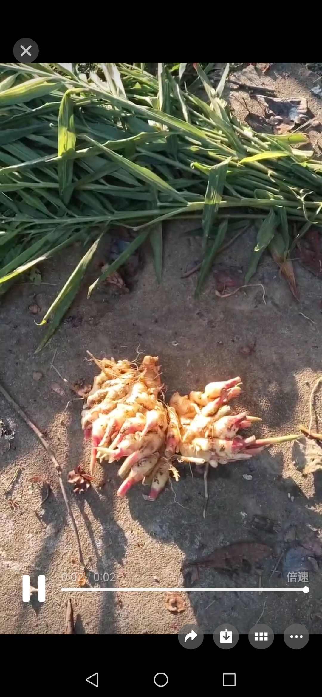 25年新鲜小黄姜