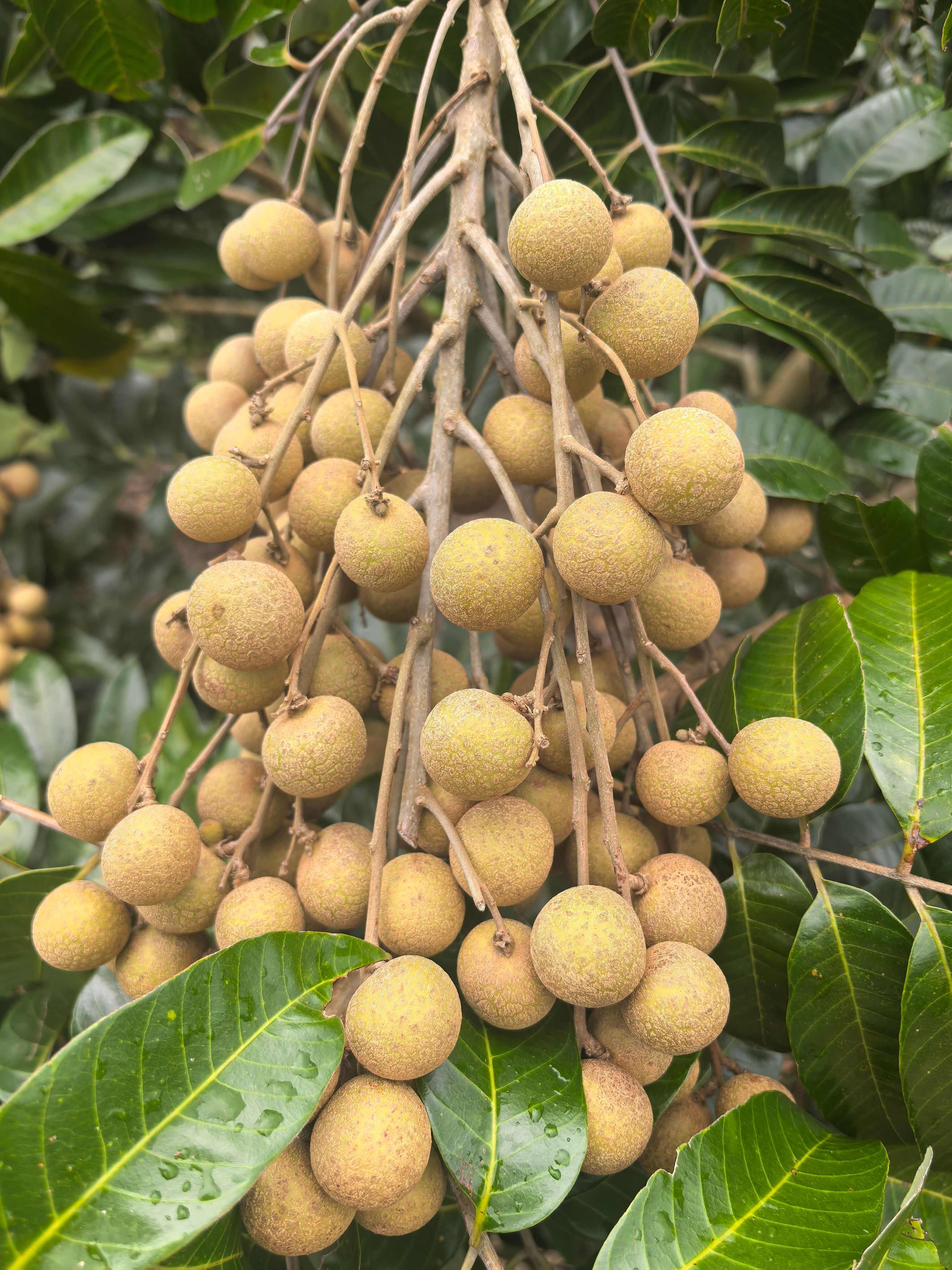 海南龙眼，石硖，储良，原产地高货