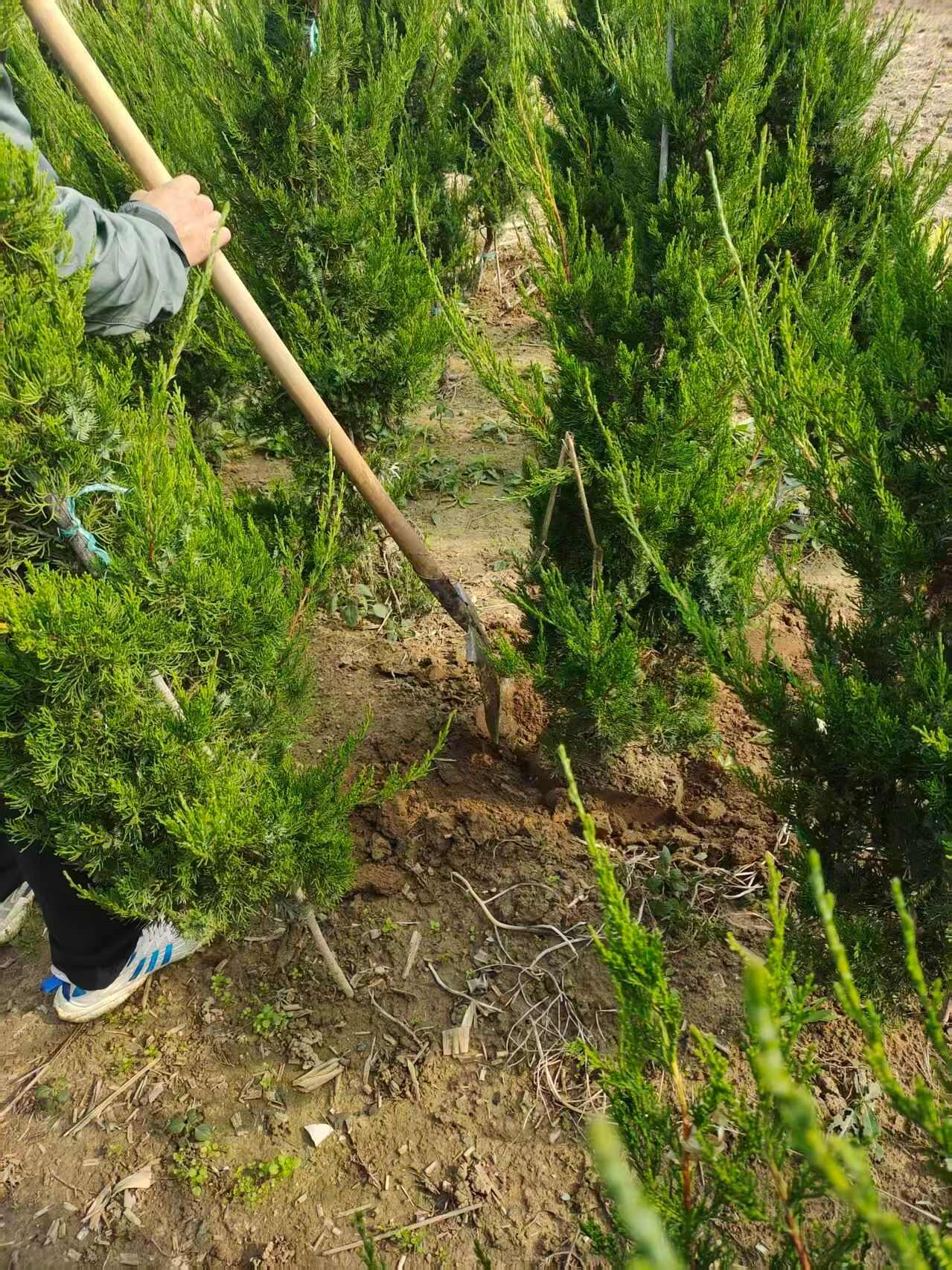 龙柏柱   1.5米龙柏柱   1.8米龙柏柱  2米龙柏柱