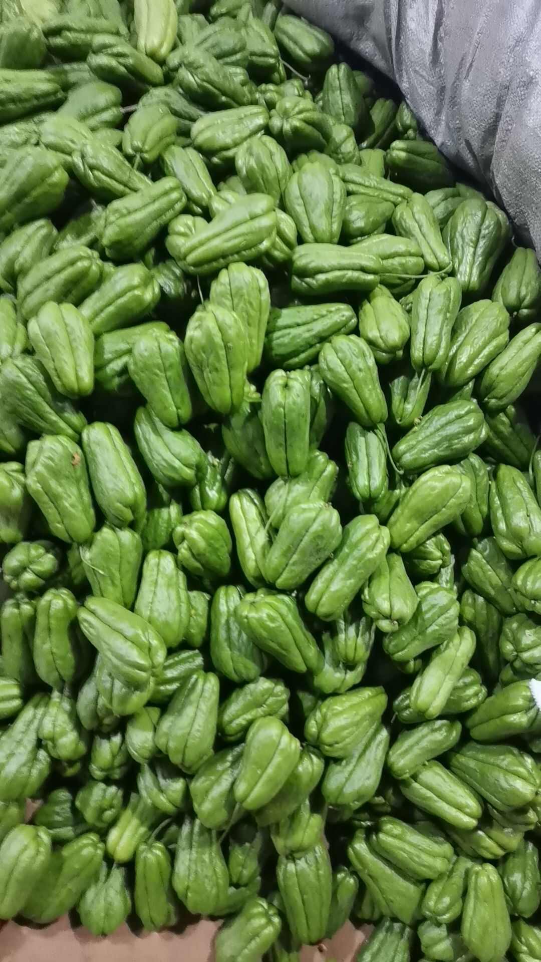 佛手瓜，佛手瓜种