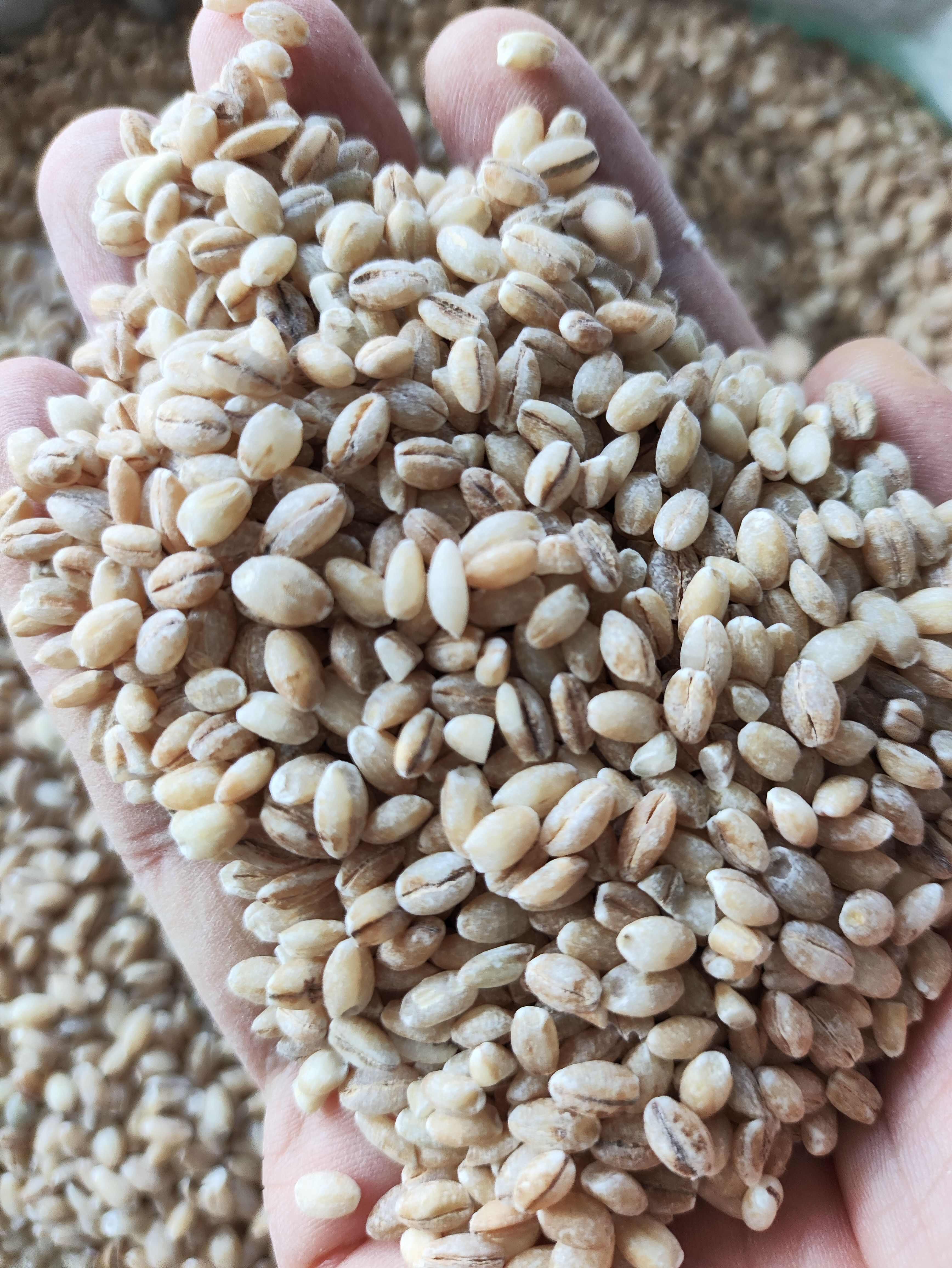 青稞米，白青稞，兰青稞，黑青稞，常年有货