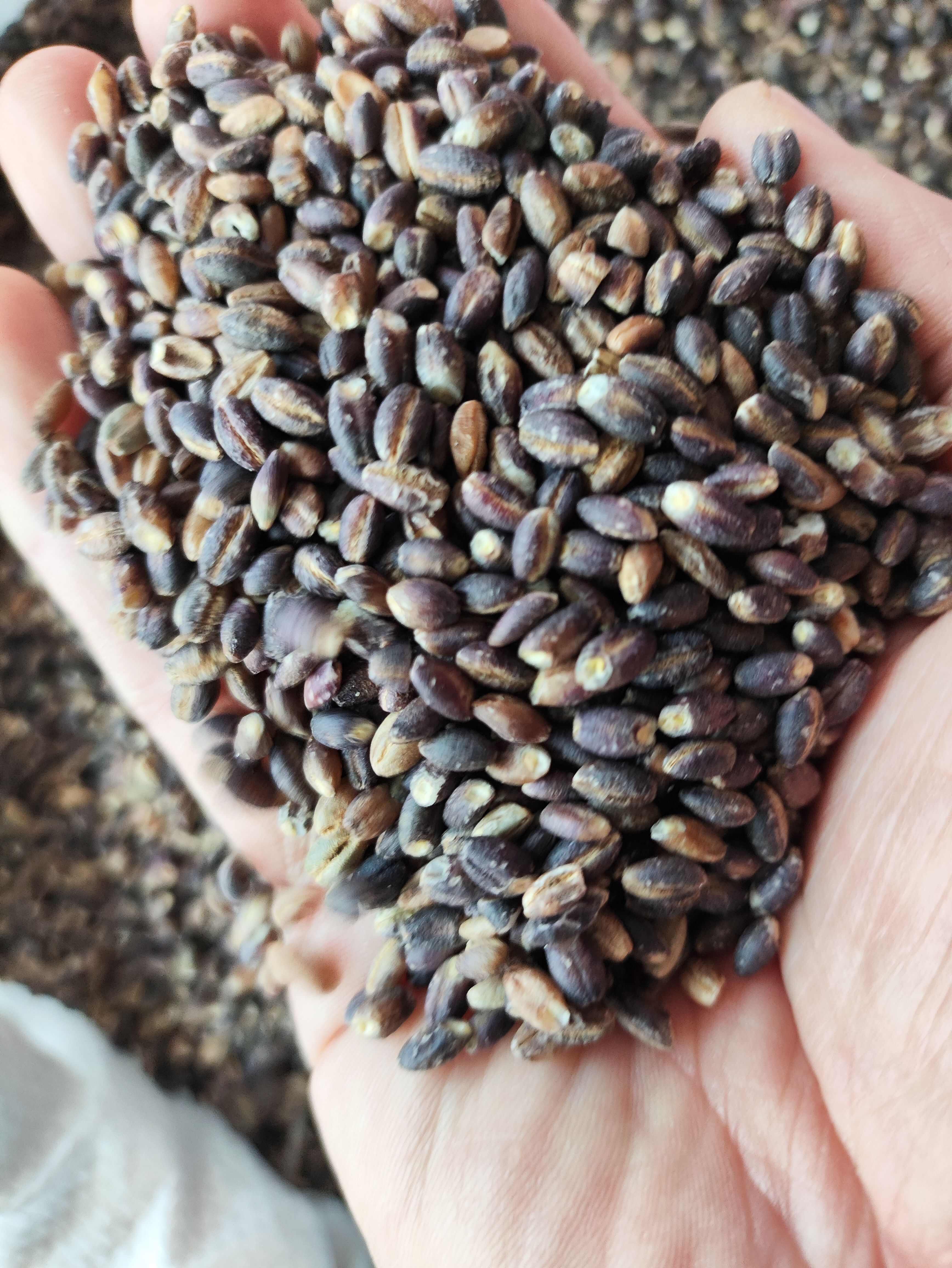 青稞米，白青稞，兰青稞，黑青稞，常年有货