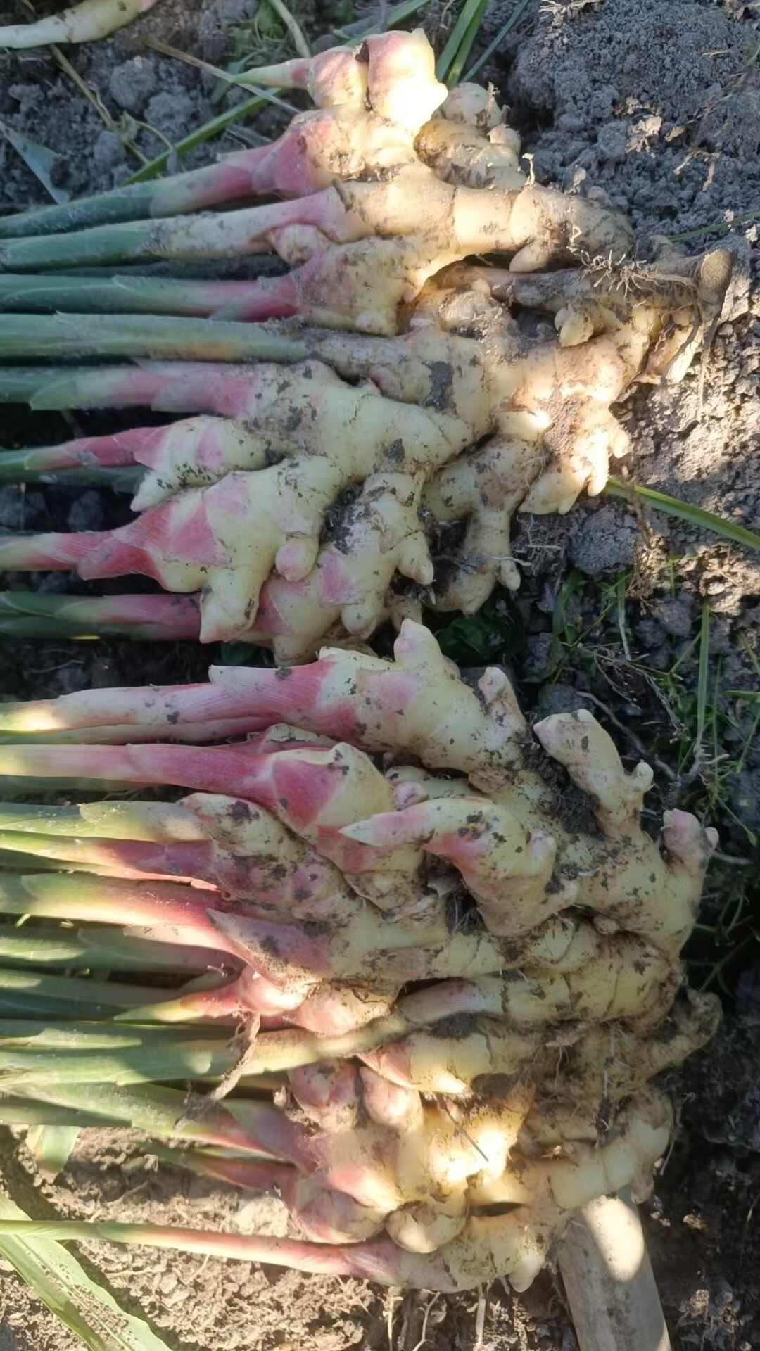 安徽太湖小黄姜 带土新鲜生姜 葱姜蒜类蔬菜