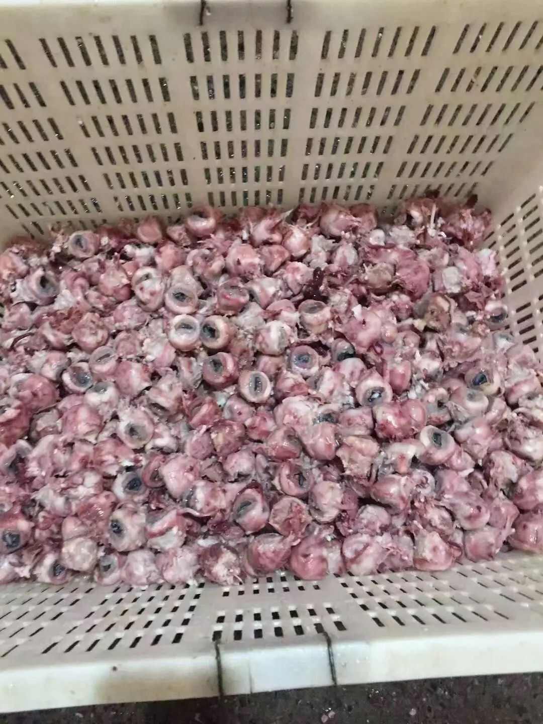 羊副产品 新奇食材 现杀鲜冻羊眼睛 夜明珠