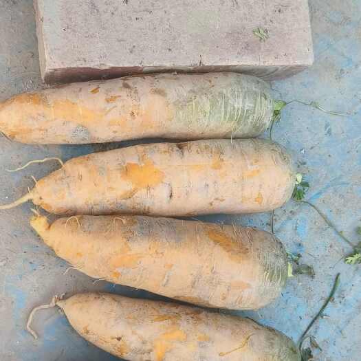 疏勒县新疆冰糖心黄萝卜，二黄萝卜大量供应。脆甜脆甜。