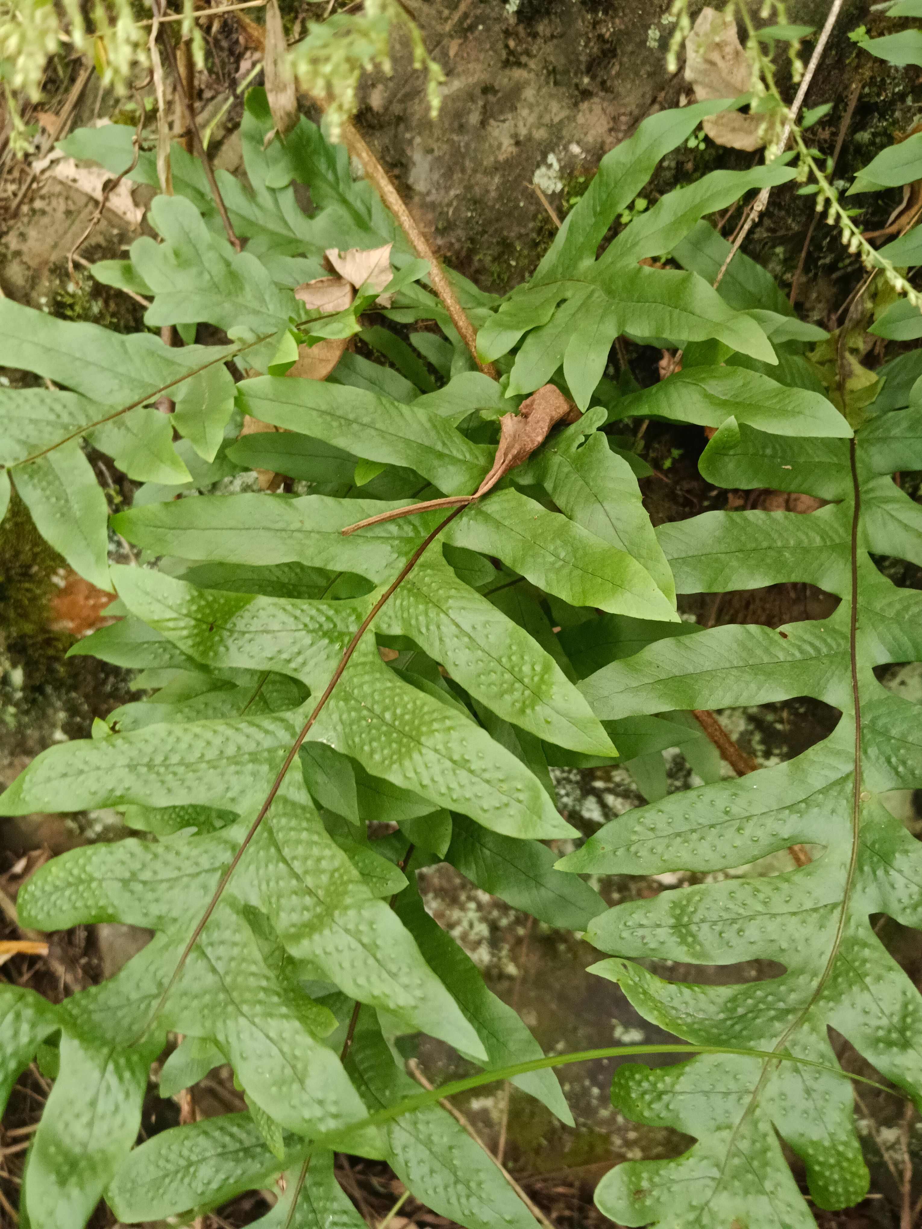 四川峨边骨碎补中药材根茎类