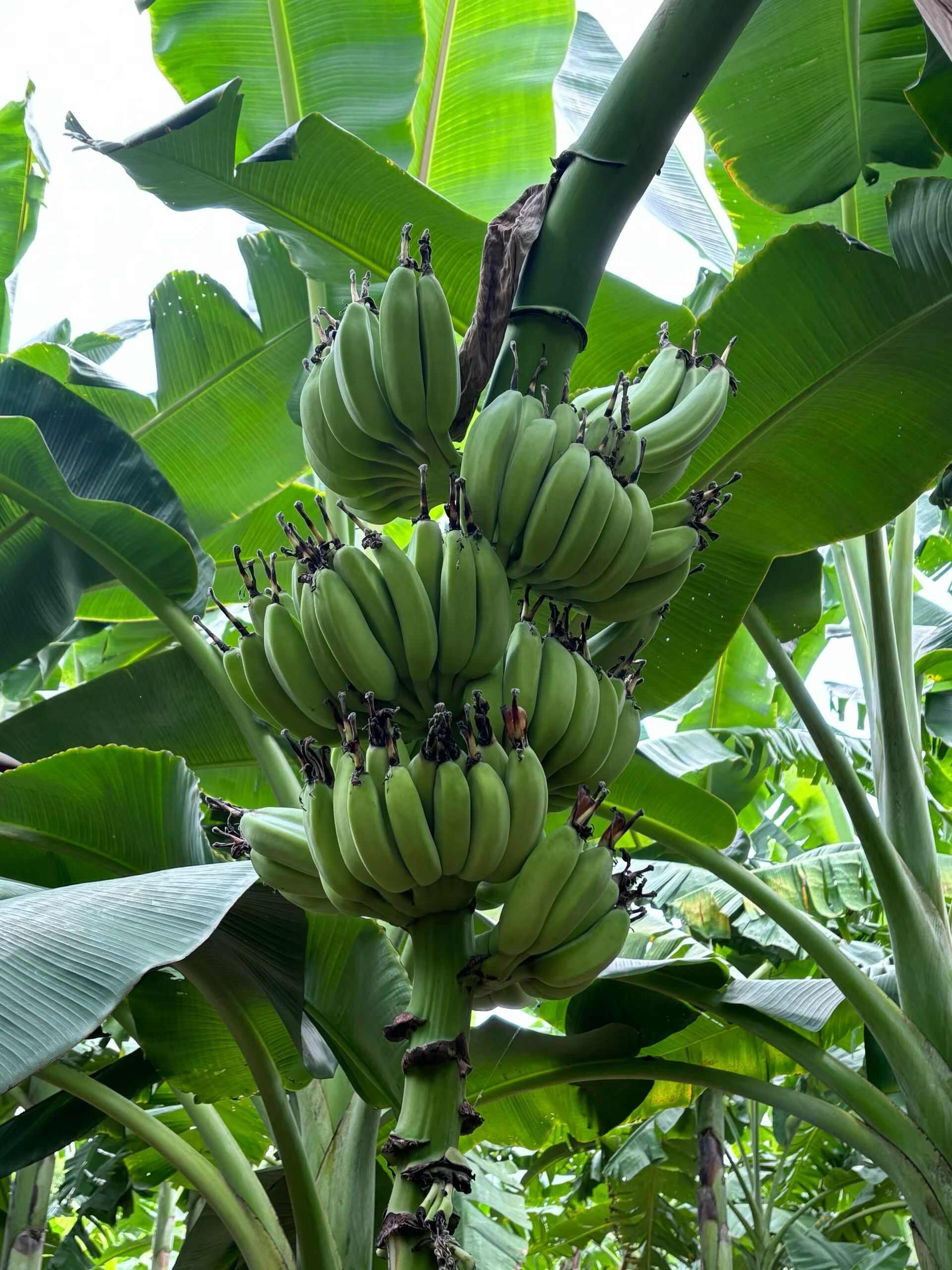 自产苹果蕉，物美价廉，量不大，质量口感顶级，希望打开销路！