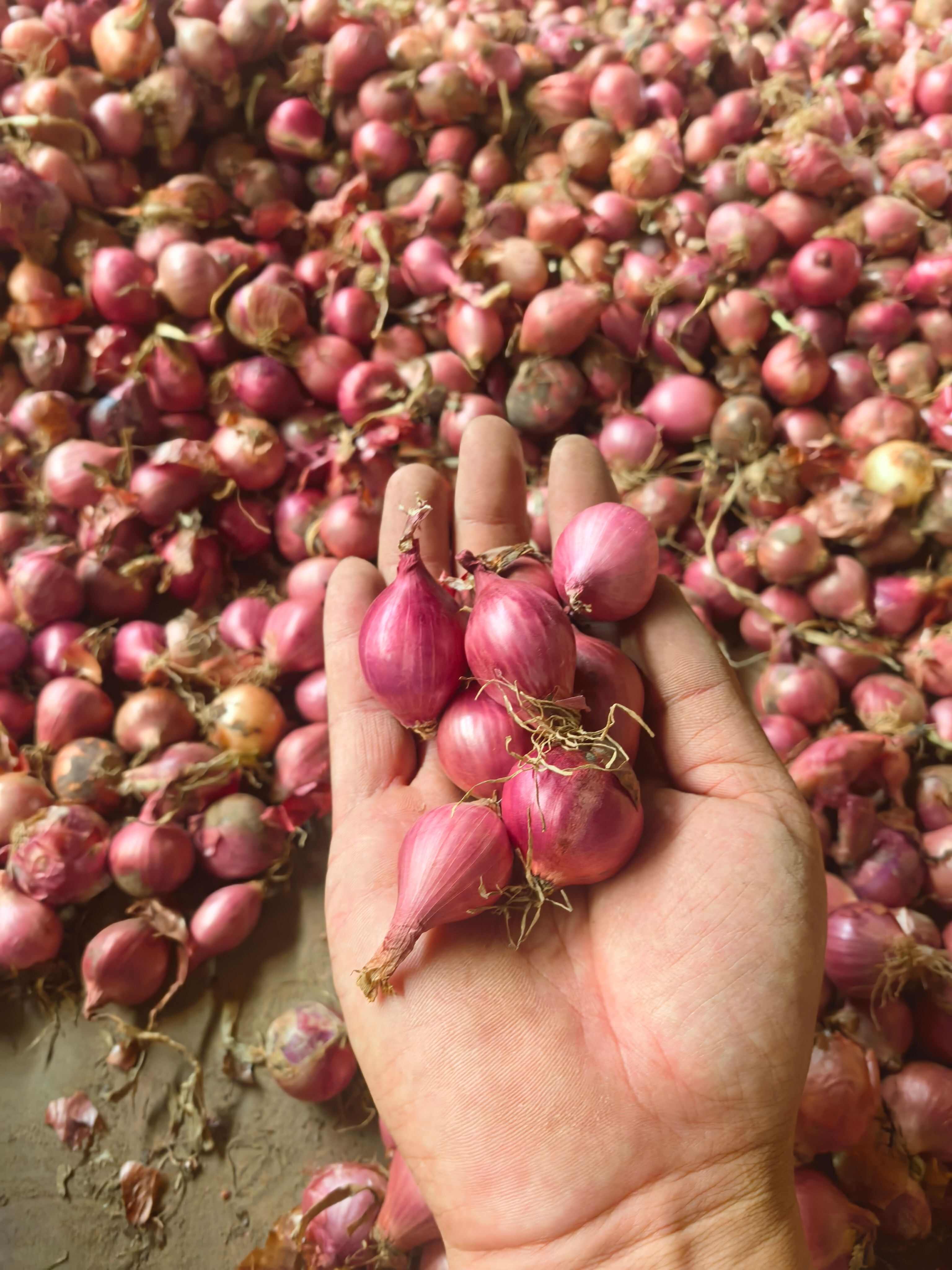 毛葱小毛葱懒窝洋葱小洋葱小珠葱产地直发大量有货供电商和市场