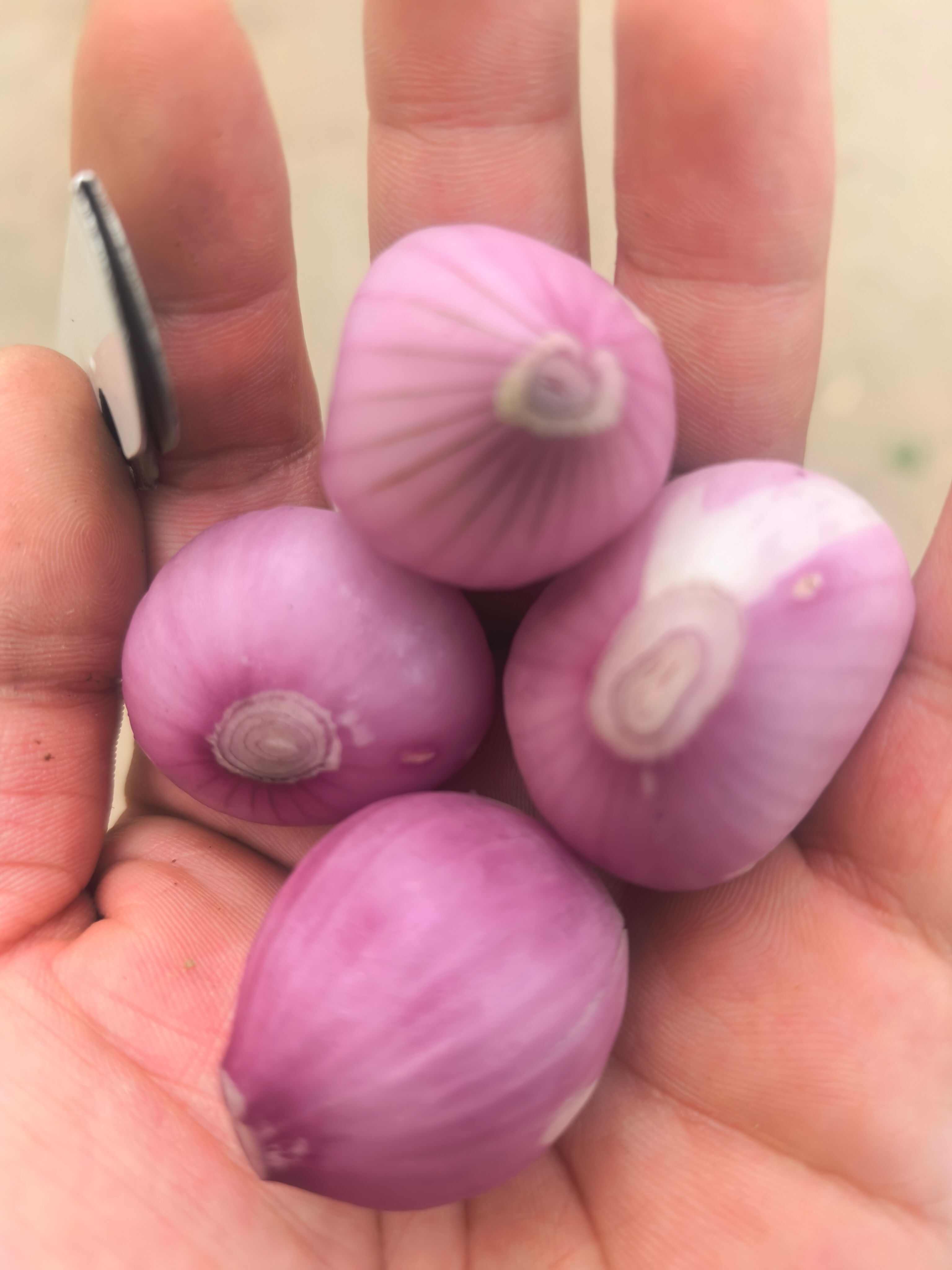 毛葱小毛葱懒窝洋葱小洋葱小珠葱产地直发大量有货供电商和市场