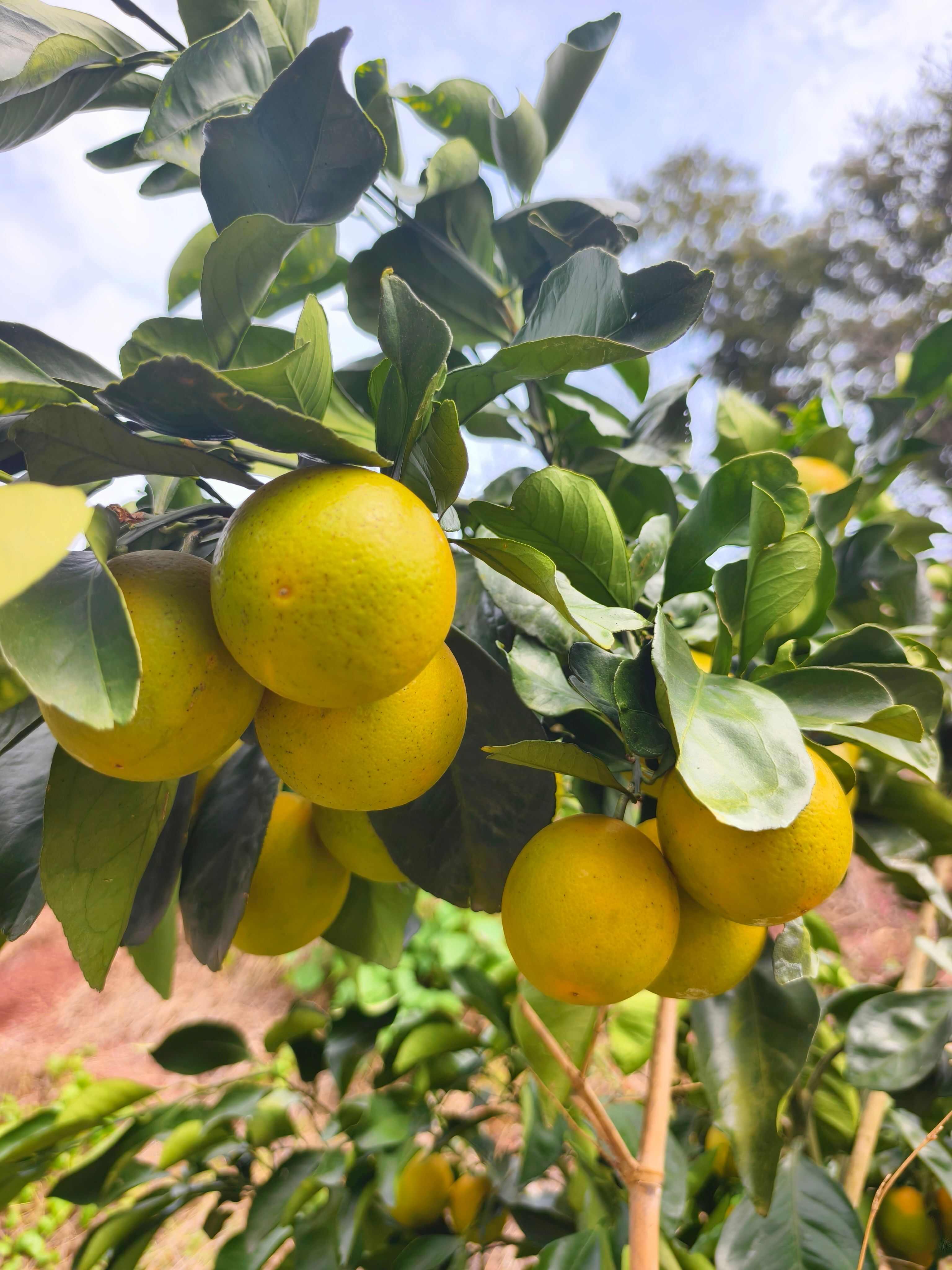 【麻阳冰糖橙 】上市了 皮薄多汁 鲜甜多汁更有纽荷尔 脐橙