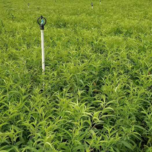 阳朔县毛桃树苗 桃树苗 野桃树苗 毛桃实生苗   广西阳朔毛桃树苗