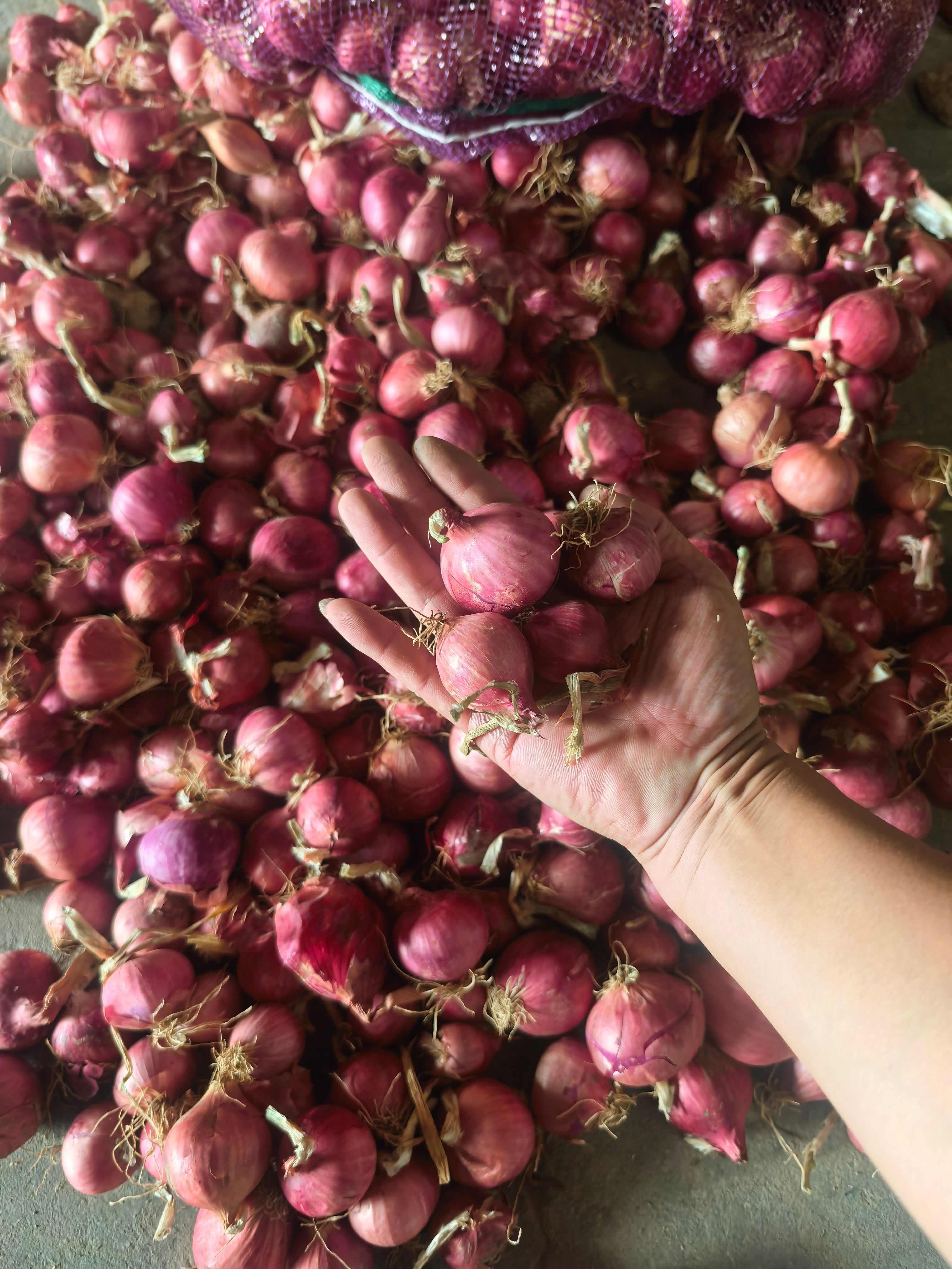 毛葱小毛葱懒窝洋葱小洋葱小珠葱产地直发大量有货供电商和市场