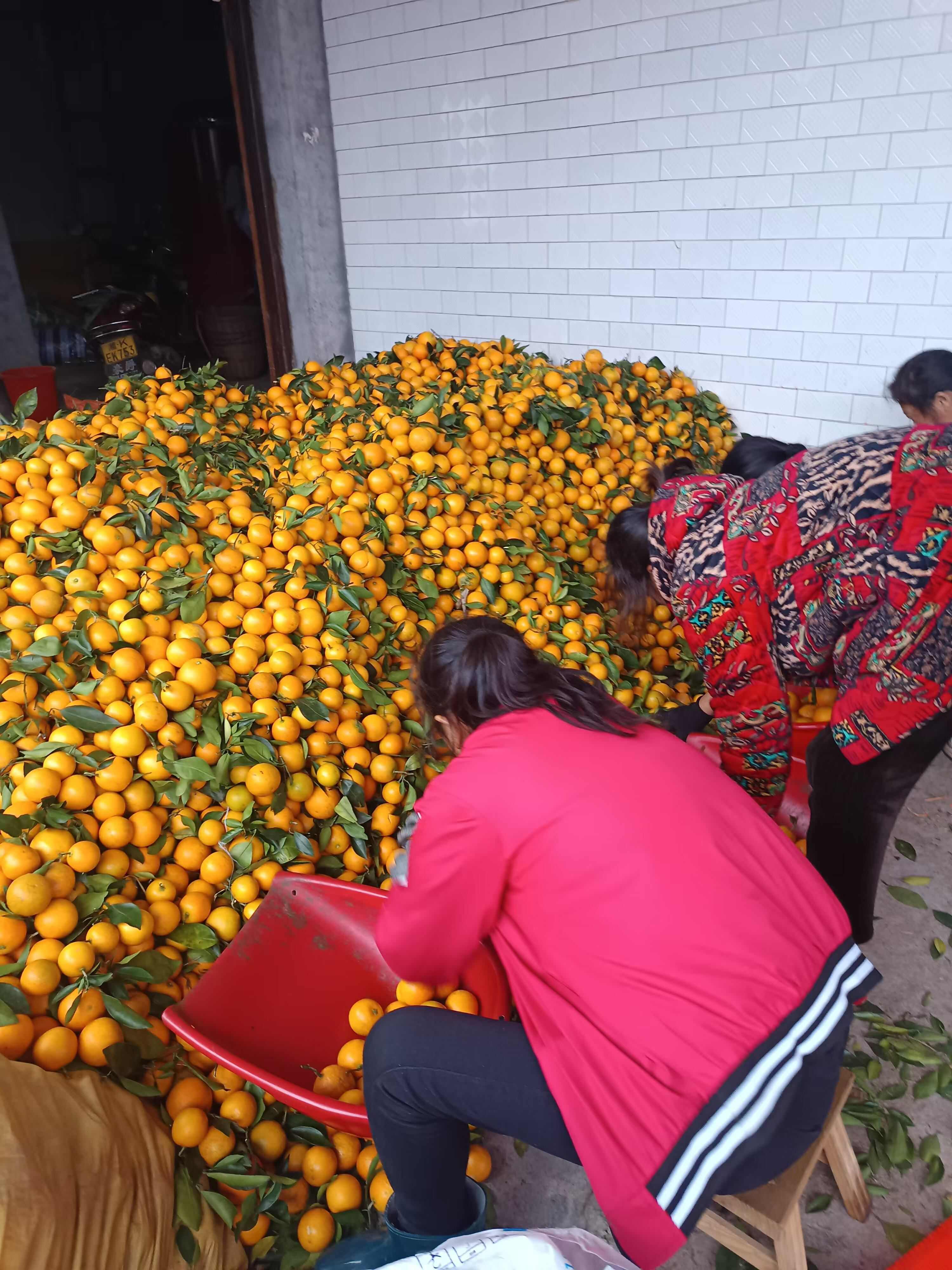 【麻阳冰糖橙 】上市了 皮薄多汁 鲜甜多汁更有纽荷尔 脐橙