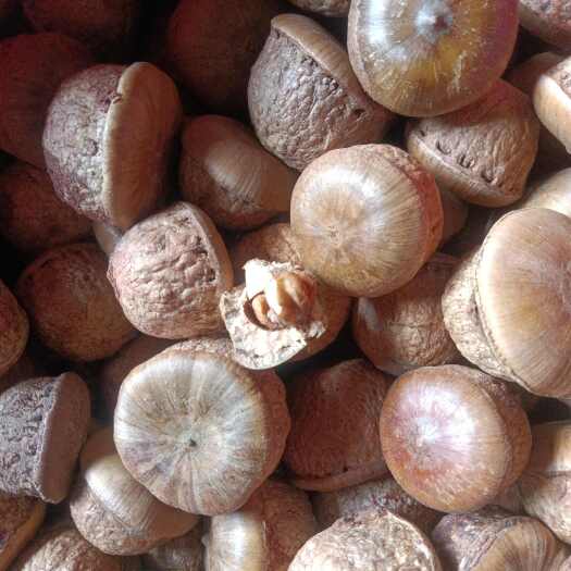 阳朔县2025年新货风流果 保质保量 全国发货