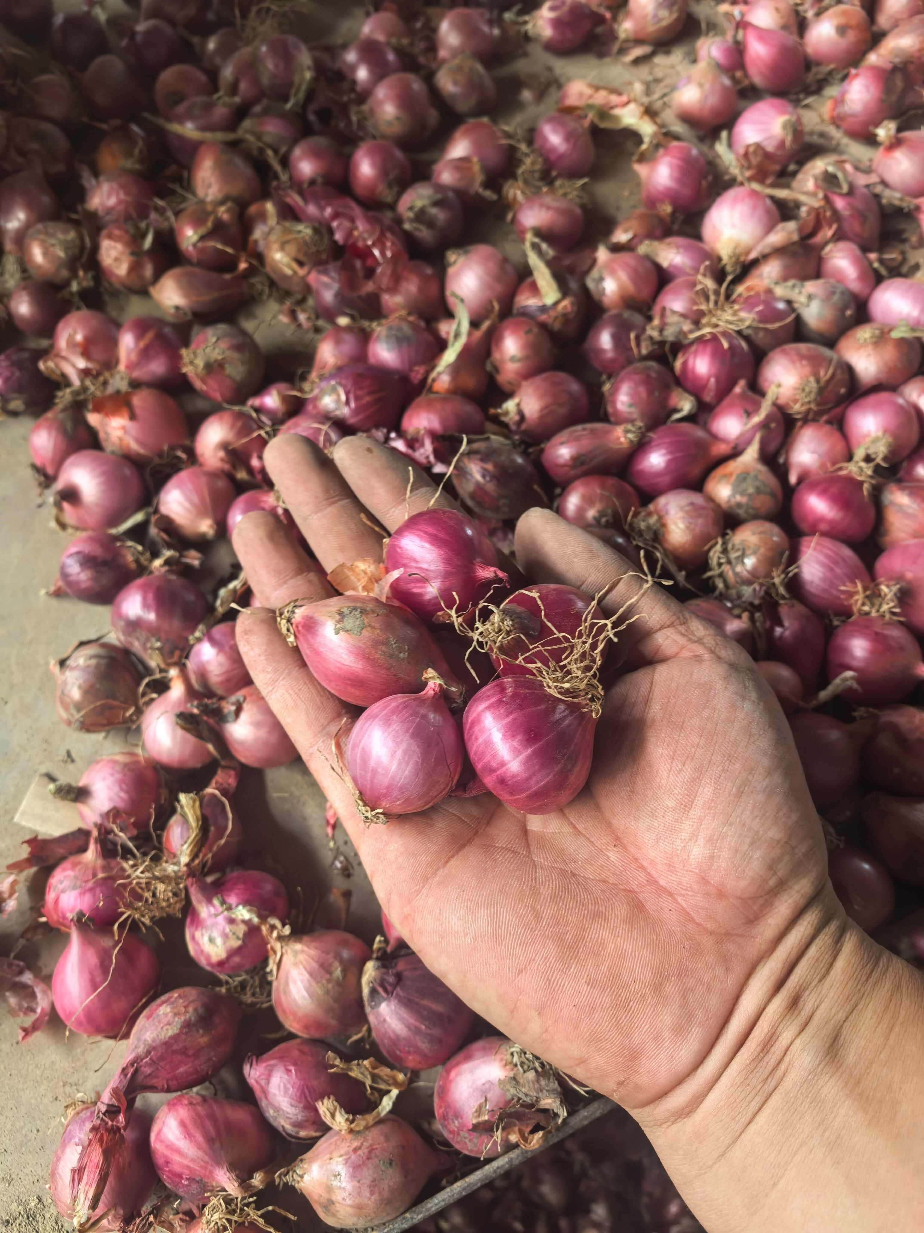 毛葱小毛葱懒窝洋葱小洋葱小珠葱产地直发大量有货供电商和市场