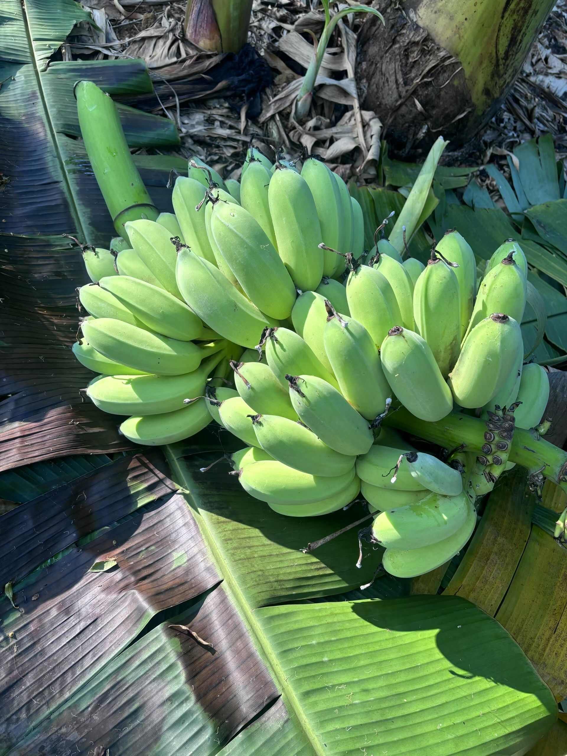 自产苹果蕉，物美价廉，量不大，质量口感顶级，希望打开销路！
