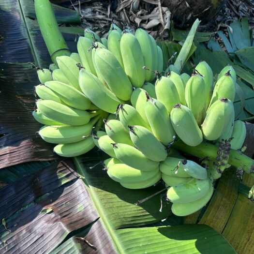 南宁自产苹果蕉，物美价廉，量不大，质量口感顶级，希望打开销路！