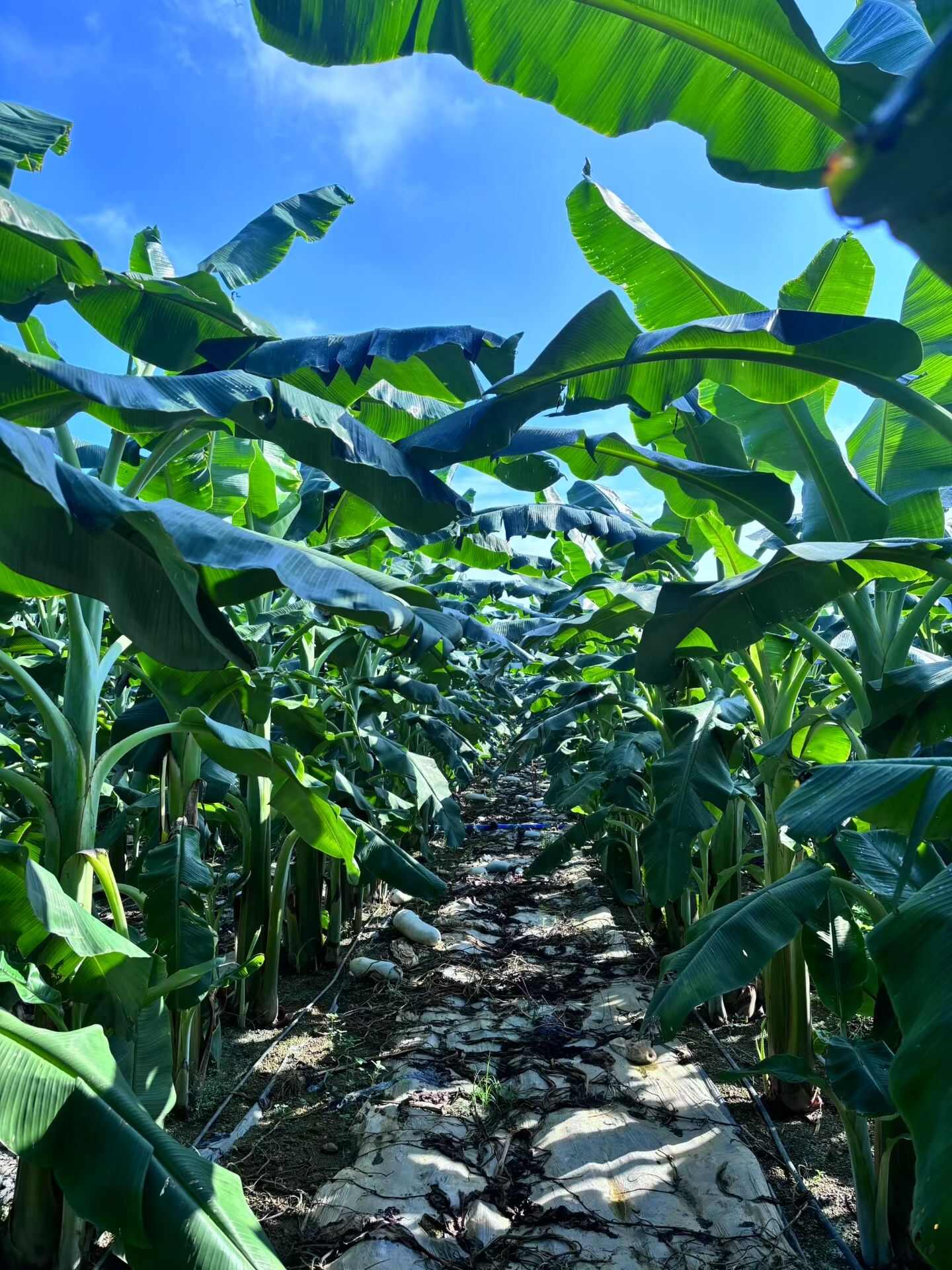 自产苹果蕉，物美价廉，量不大，质量口感顶级，希望打开销路！
