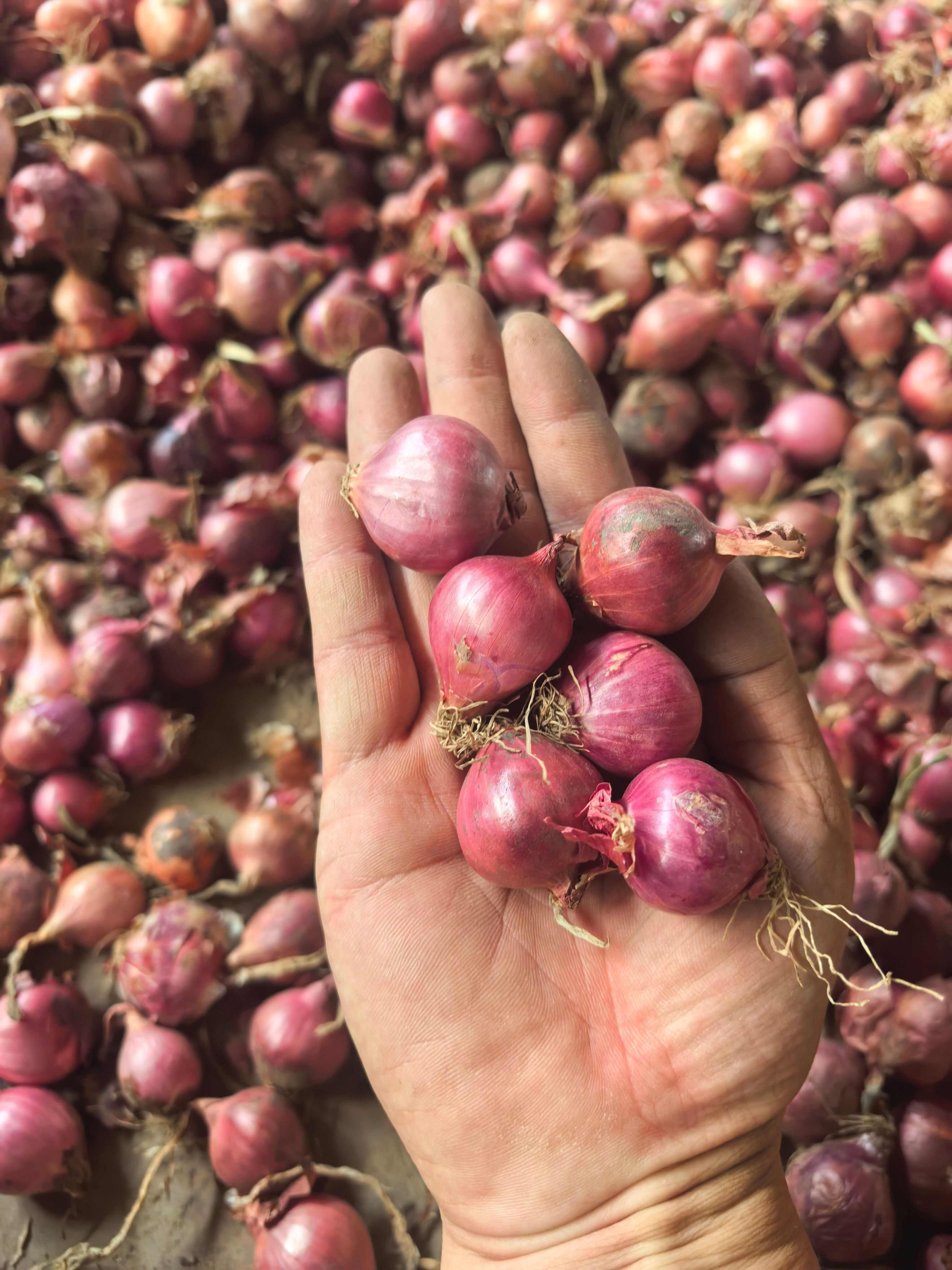 毛葱小毛葱懒窝洋葱小洋葱小珠葱产地直发大量有货供电商和市场