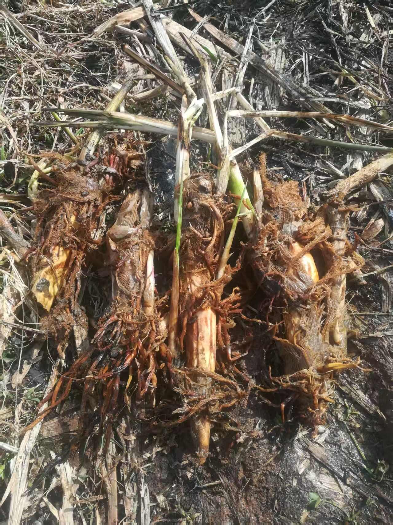 云南双季浙茭老根老茎出售