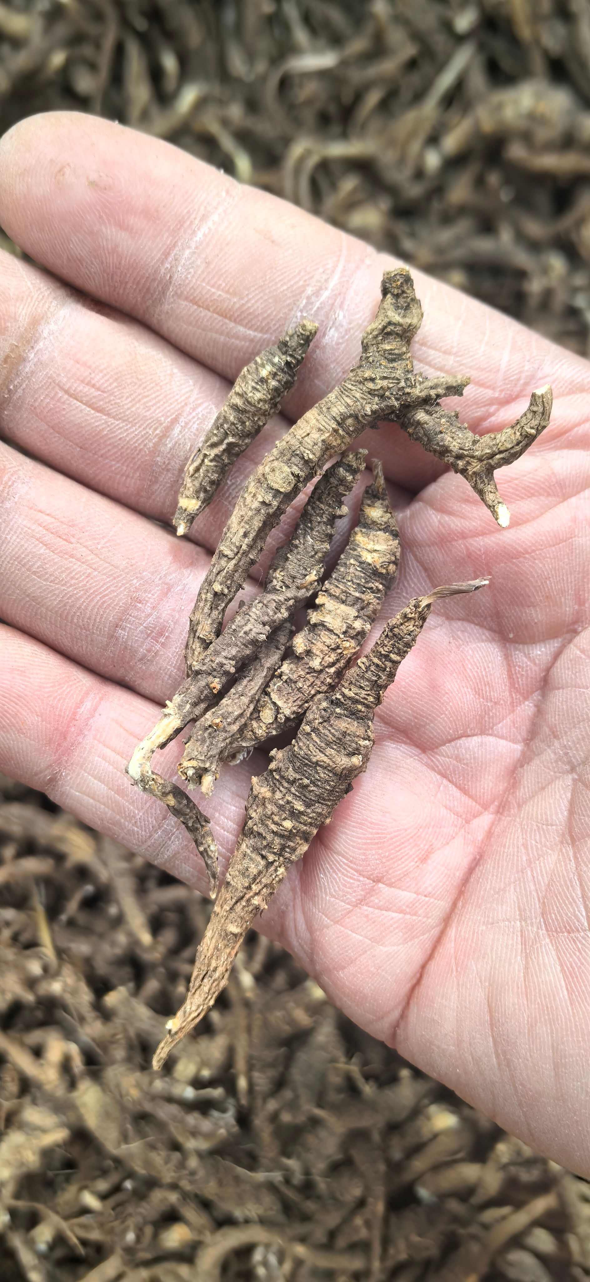 波密县西藏林芝小当归 藏当归